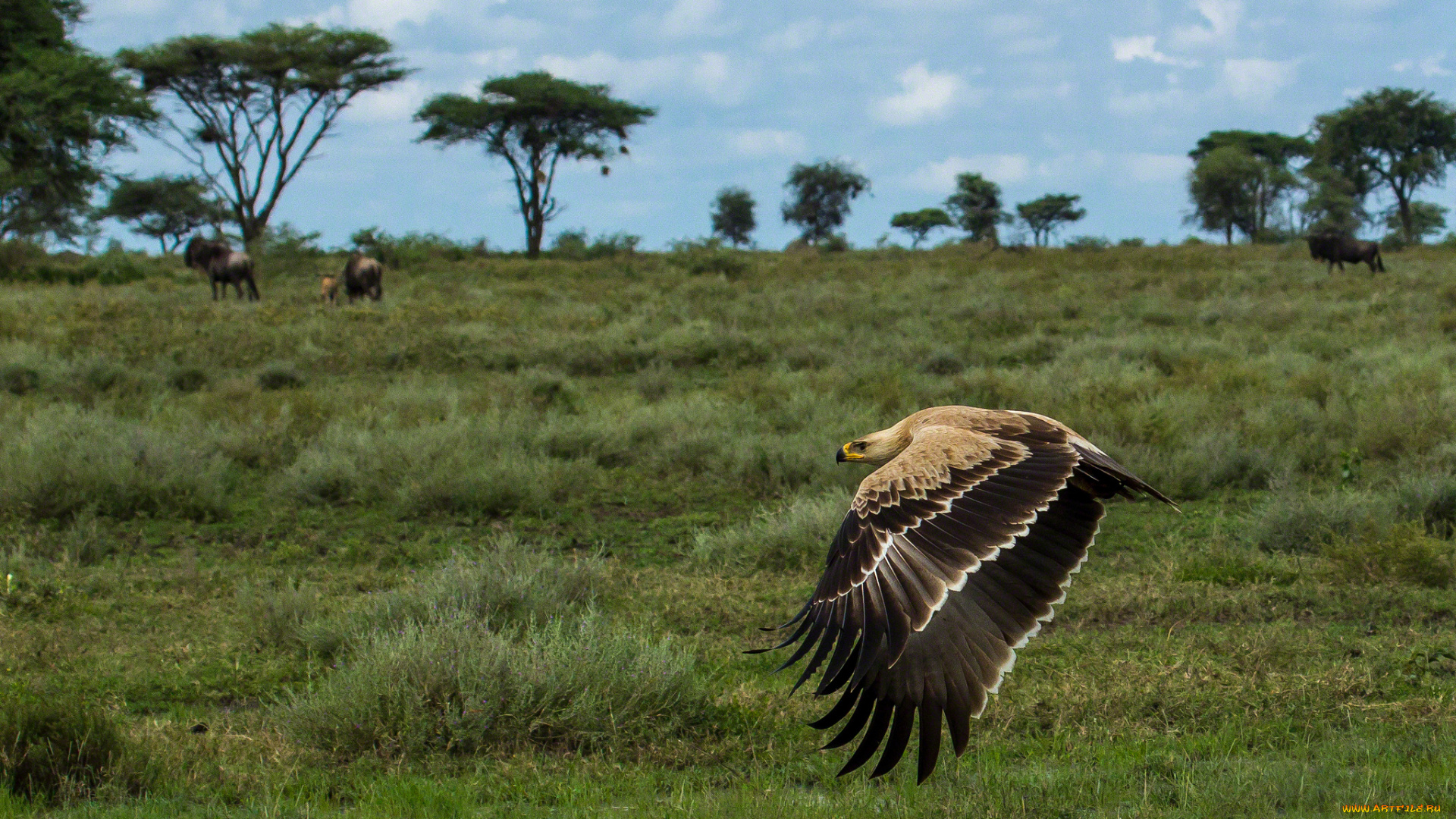 животные, птицы, хищники, полет, орел