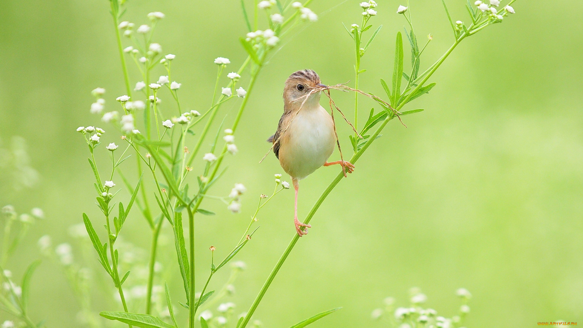 животные, птицы, птичка, трава
