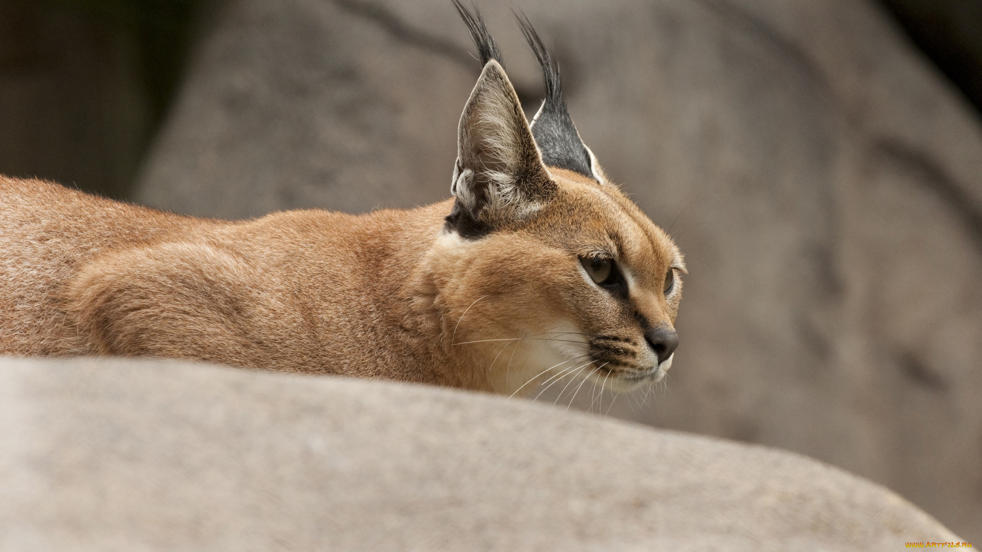 животные, рыси, кошка, степная, рысь, каракал