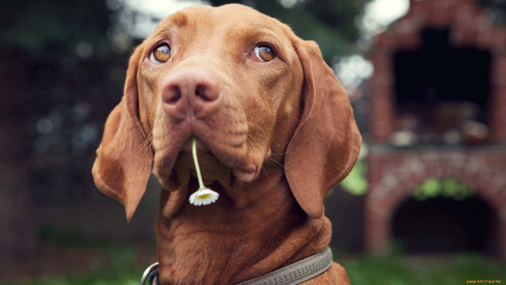 животные, собаки, пёс, ромашка, цветок, ошейник, портрет