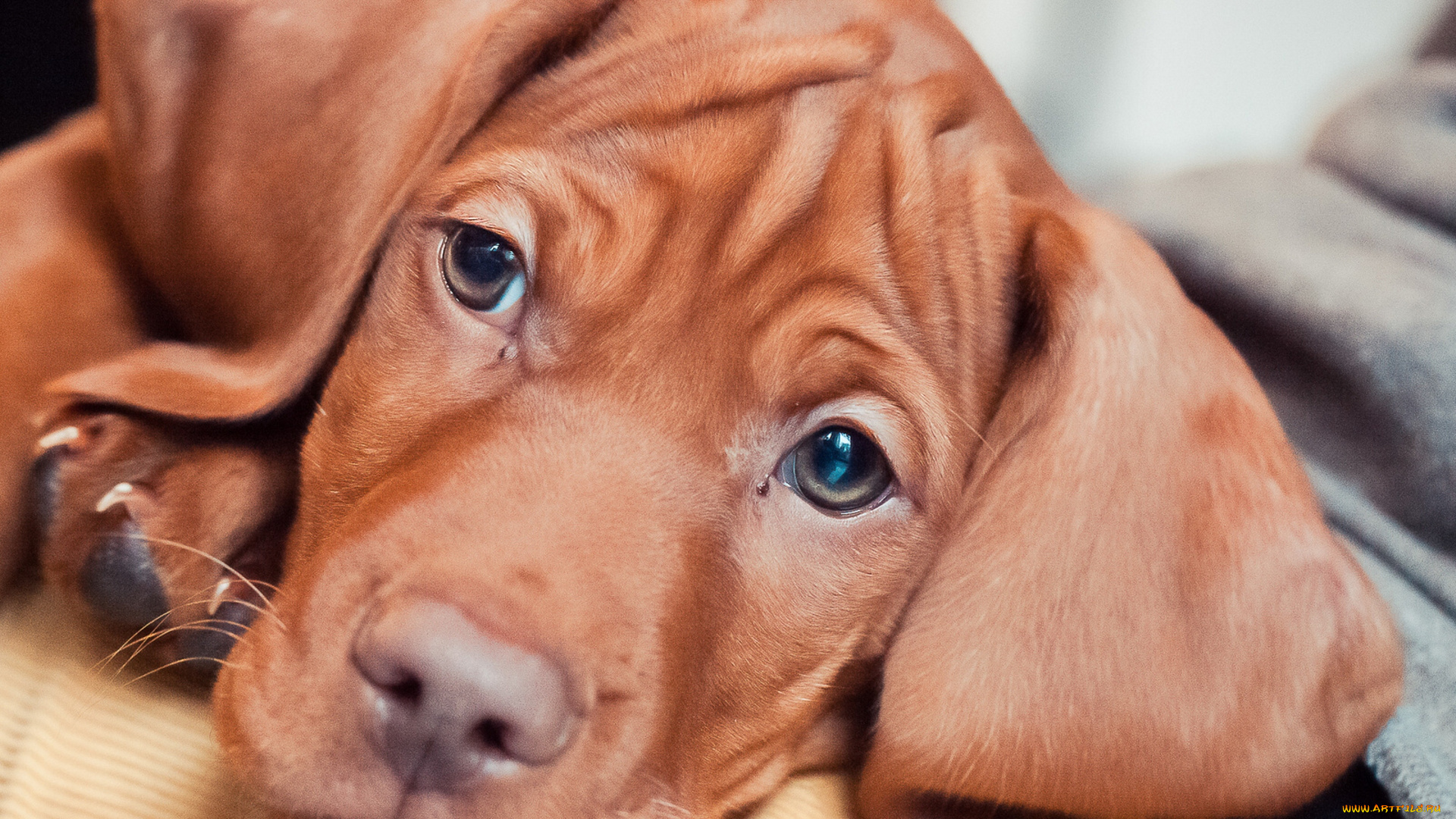 животные, собаки, взгляд, щенок, венгерская, легавая, морда