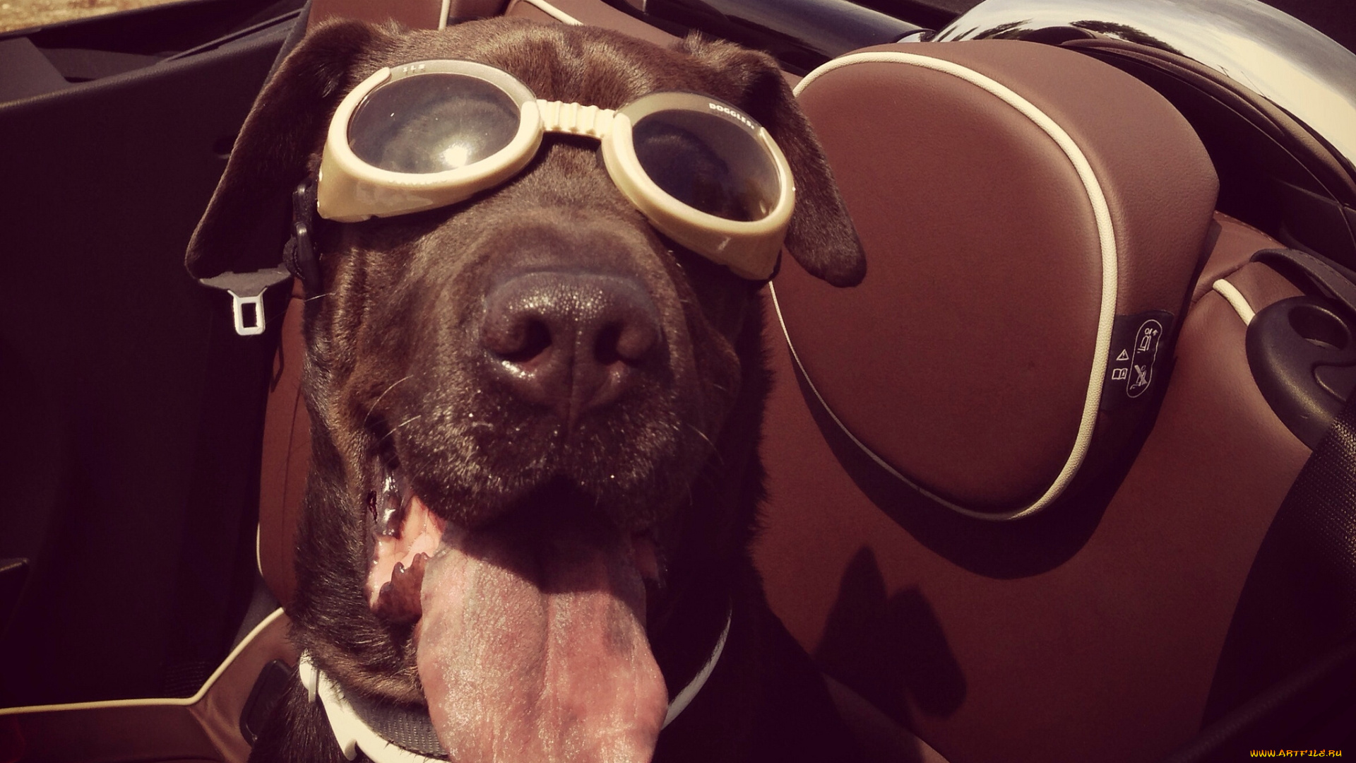 животные, собаки, язык, очки