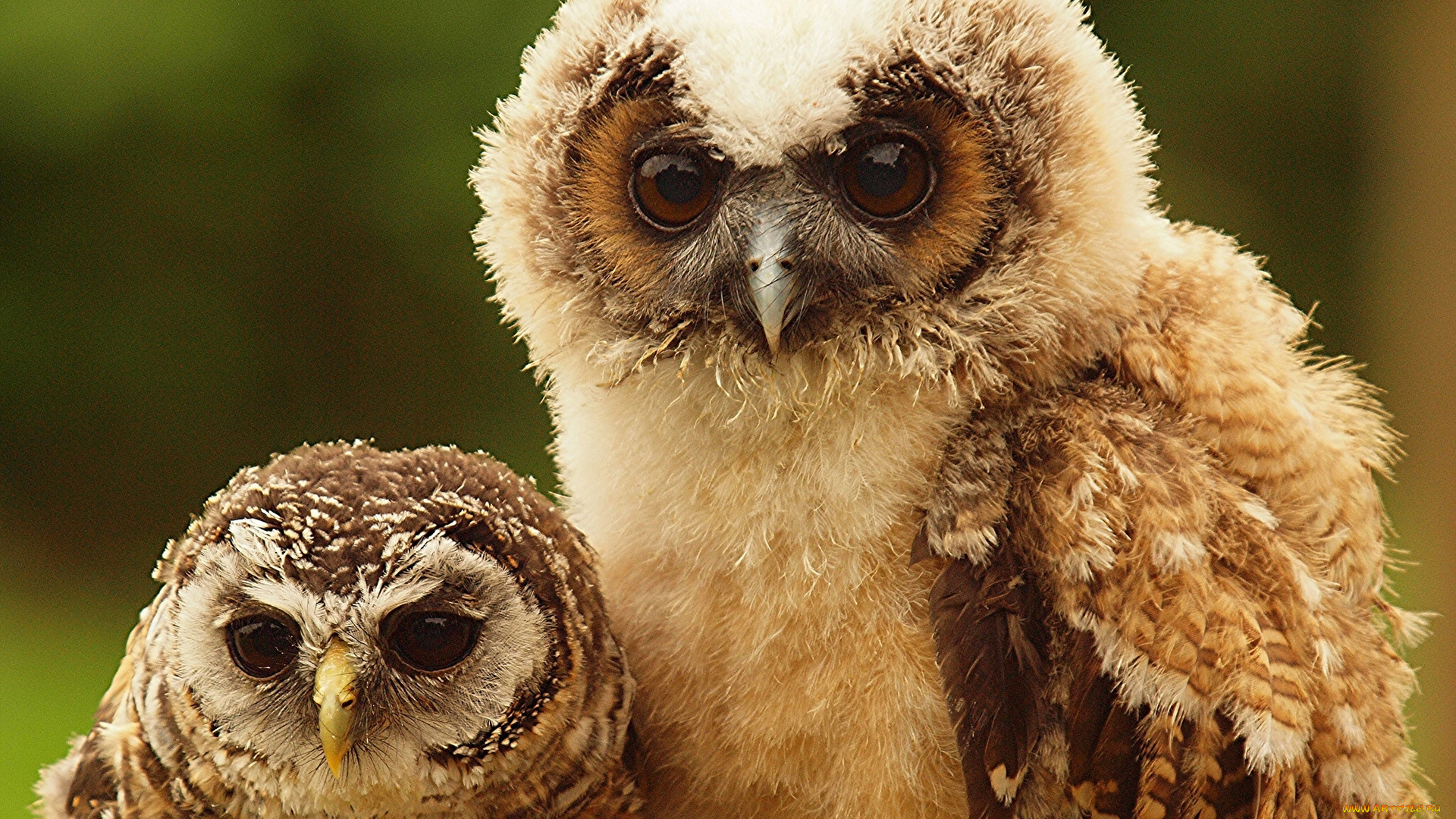 животные, совы, птенцы