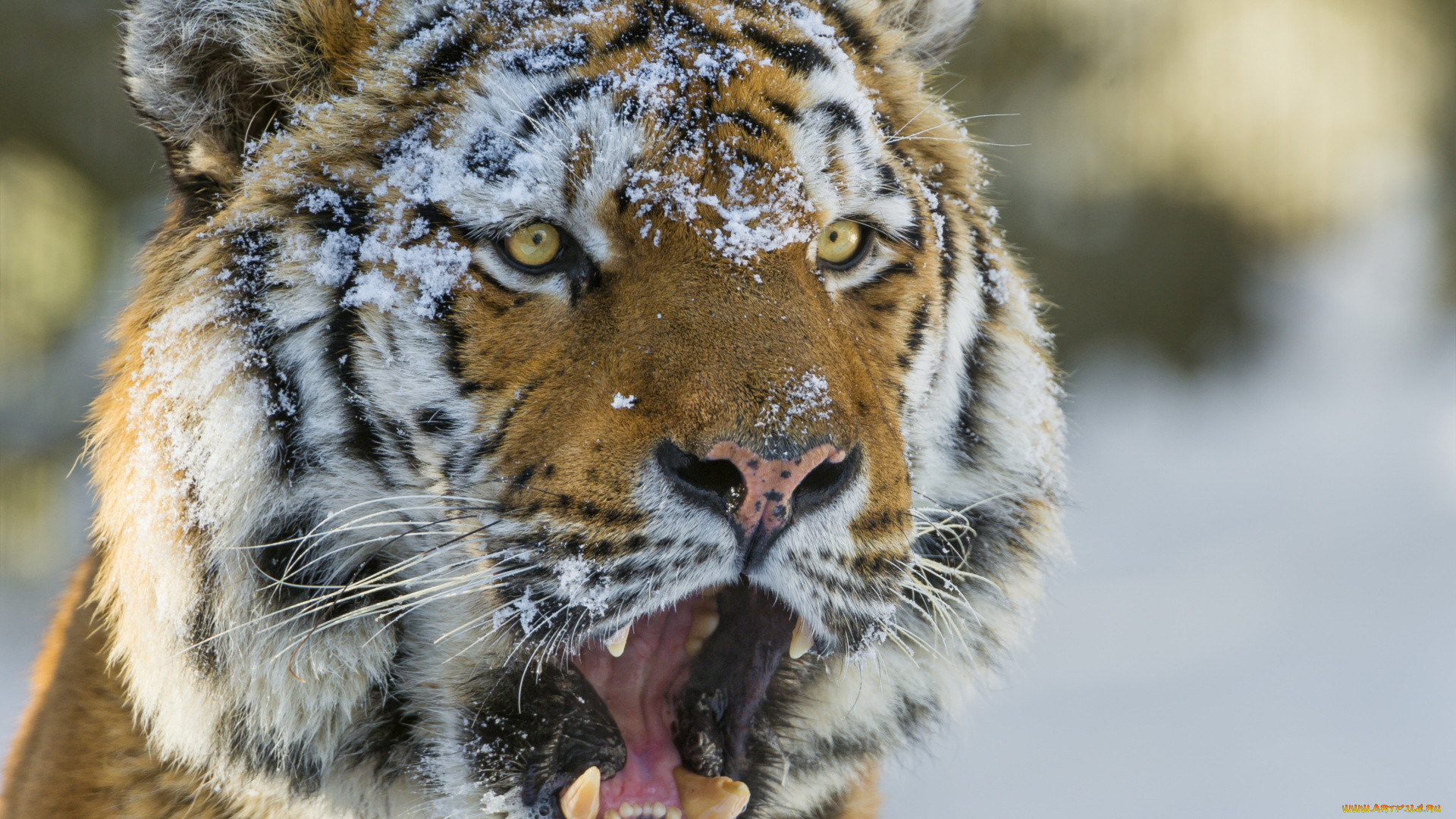 животные, тигры, снег, пасть, морда
