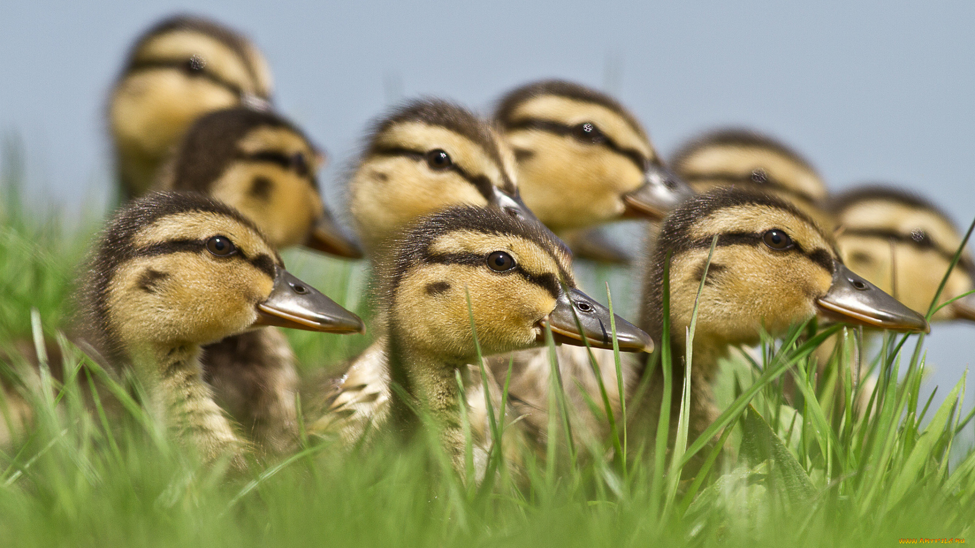 животные, утки, птенцы, утята, выводок