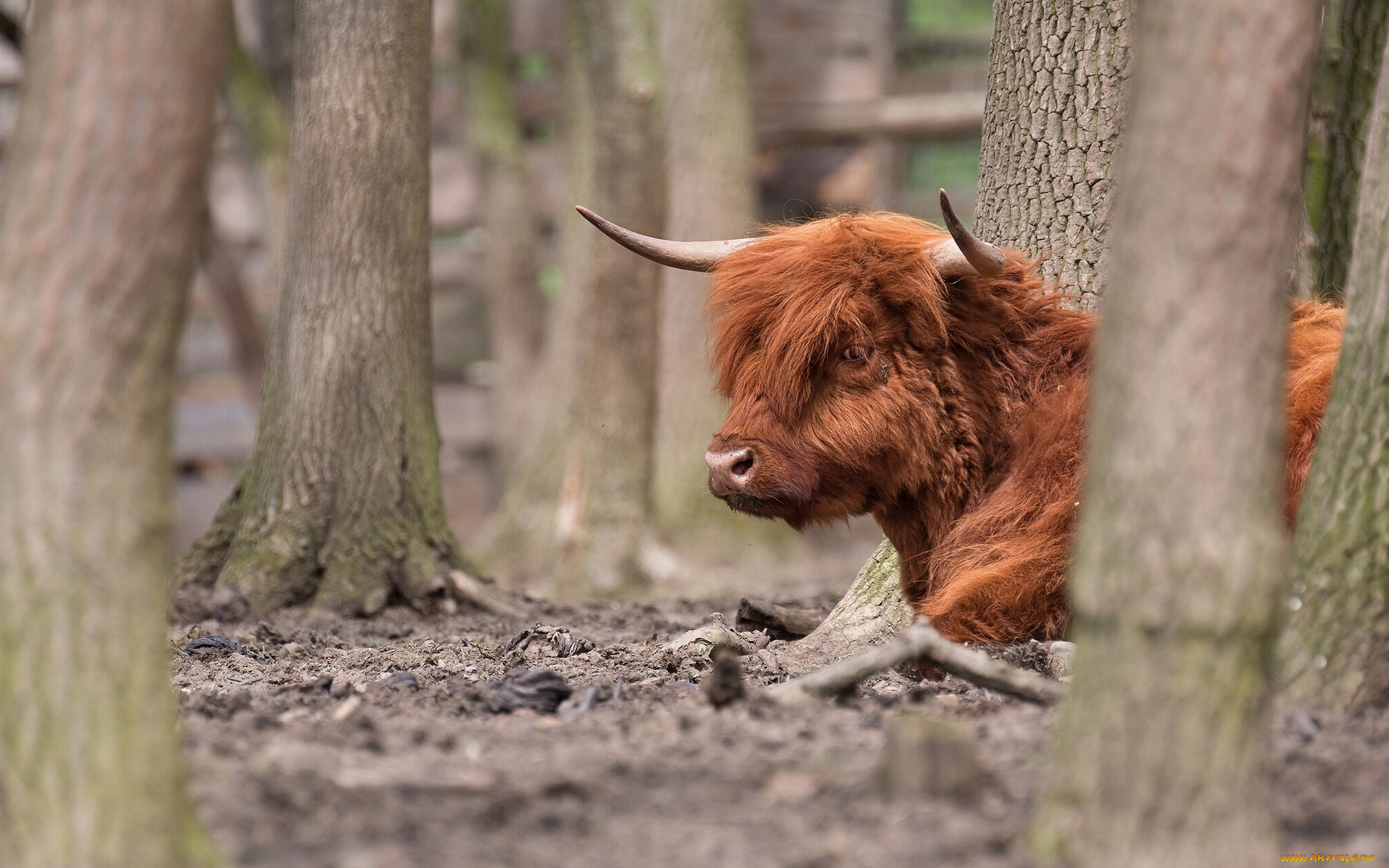 животные, коровы, буйволы, деревья