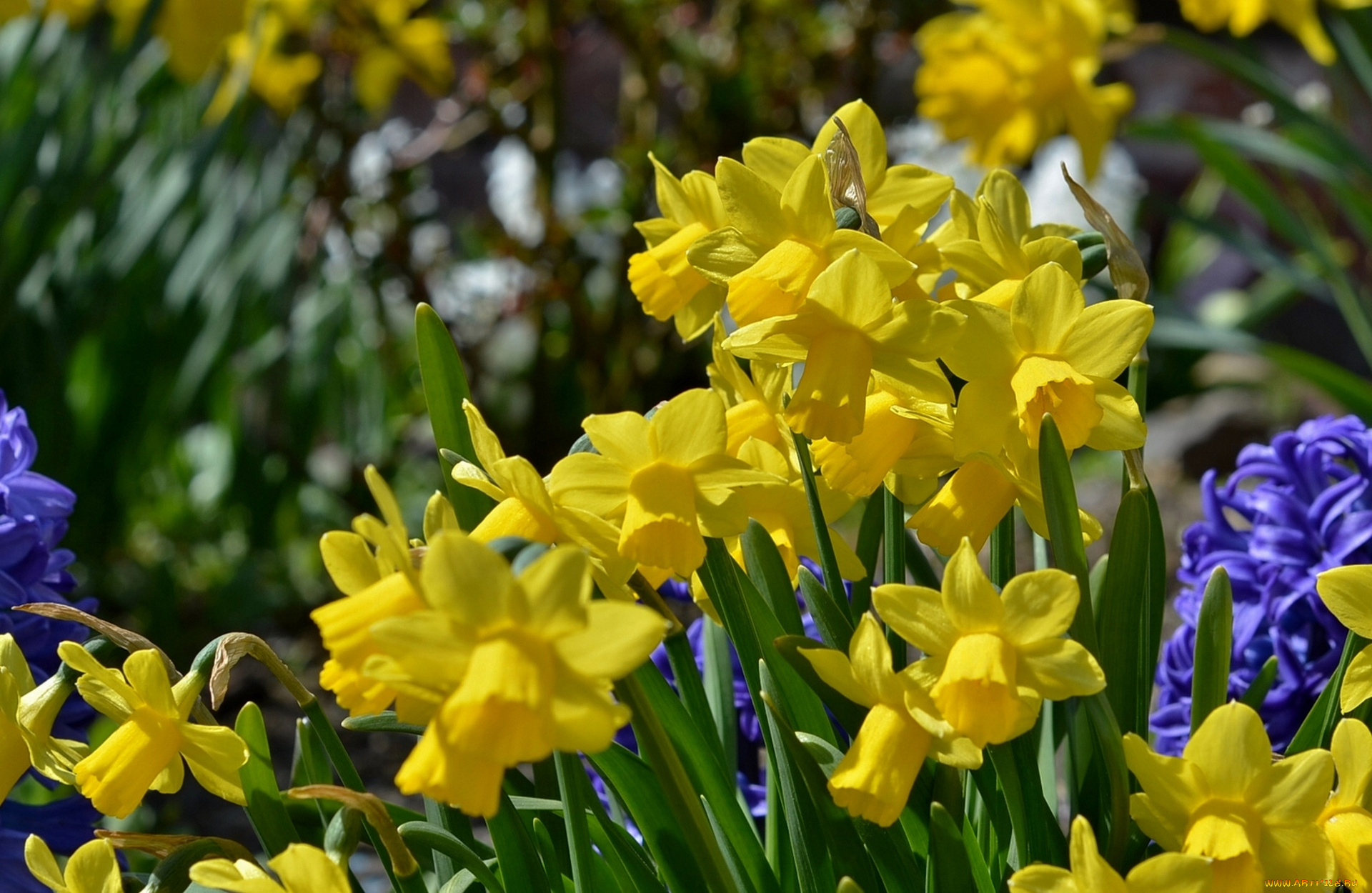 цветы, разные, вместе, нарциссы, гиацинты
