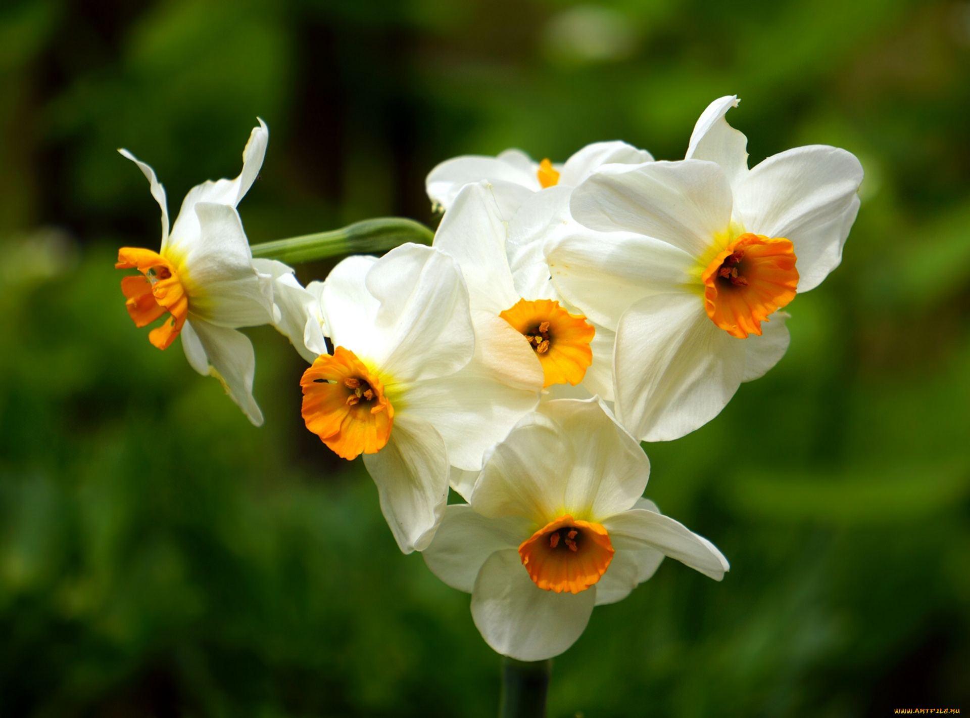 цветы, нарциссы, макро