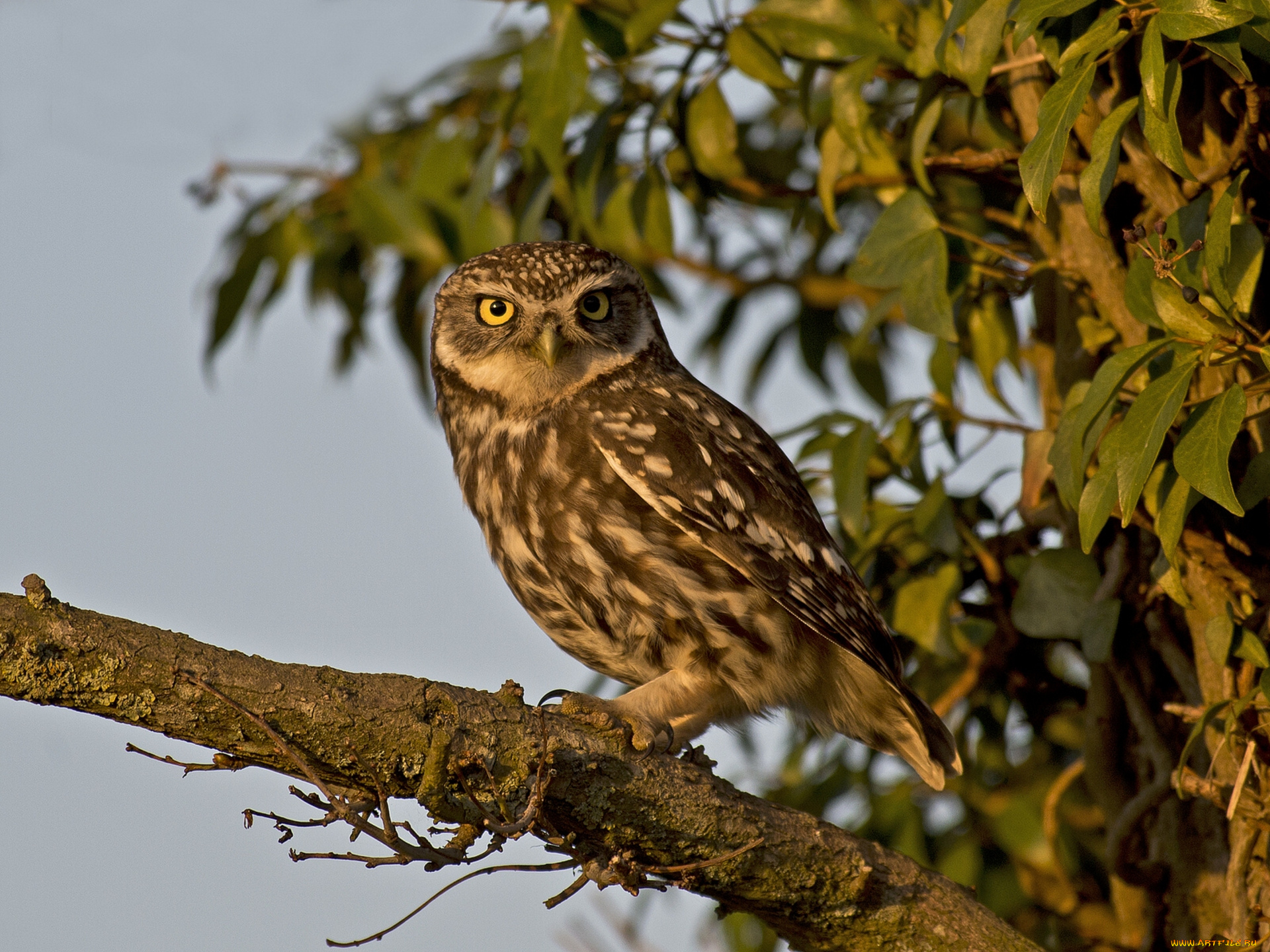 животные, совы, домовый, сыч