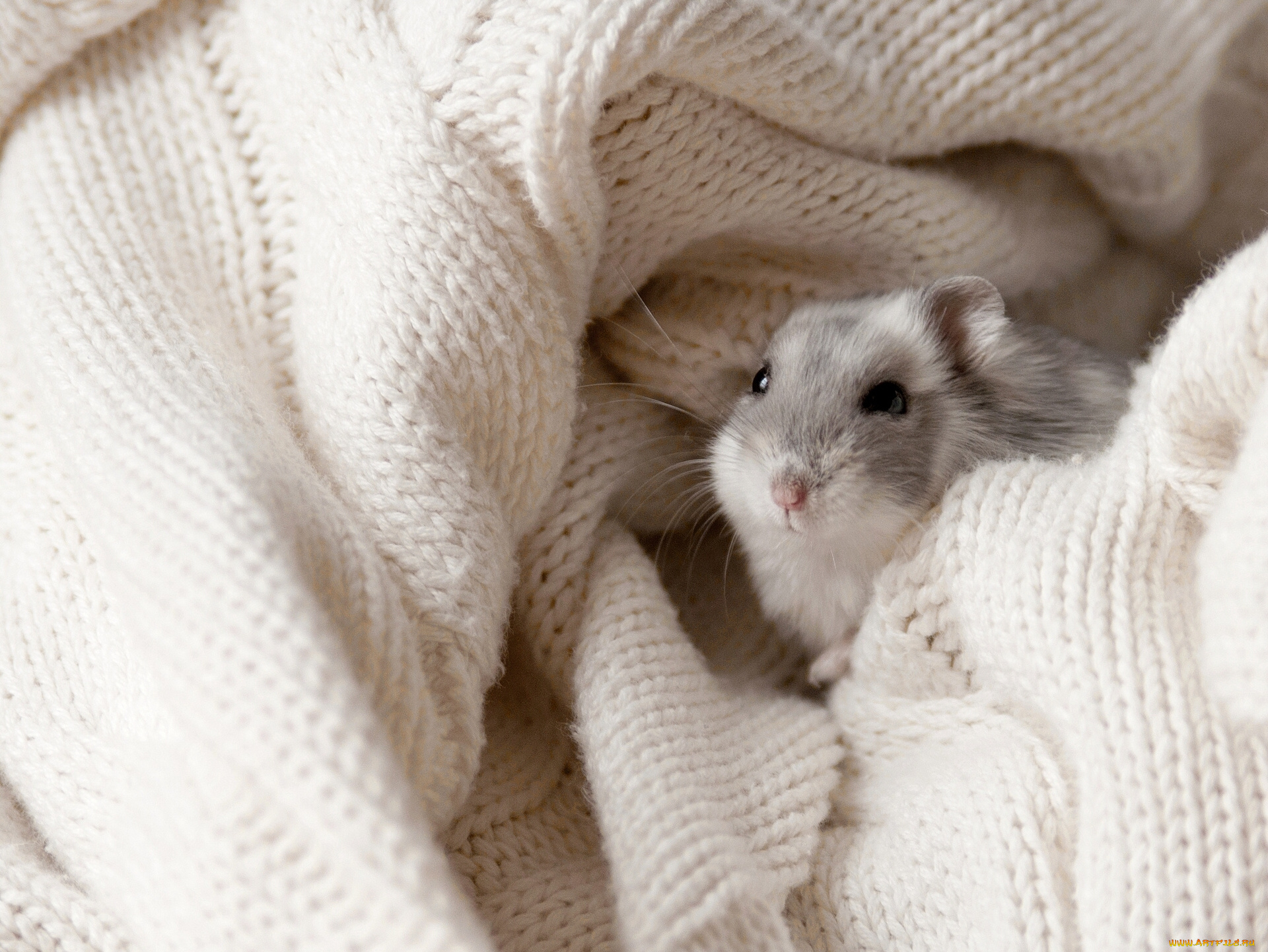 животные, морские, свинки, хомяки, грызун, хомяк