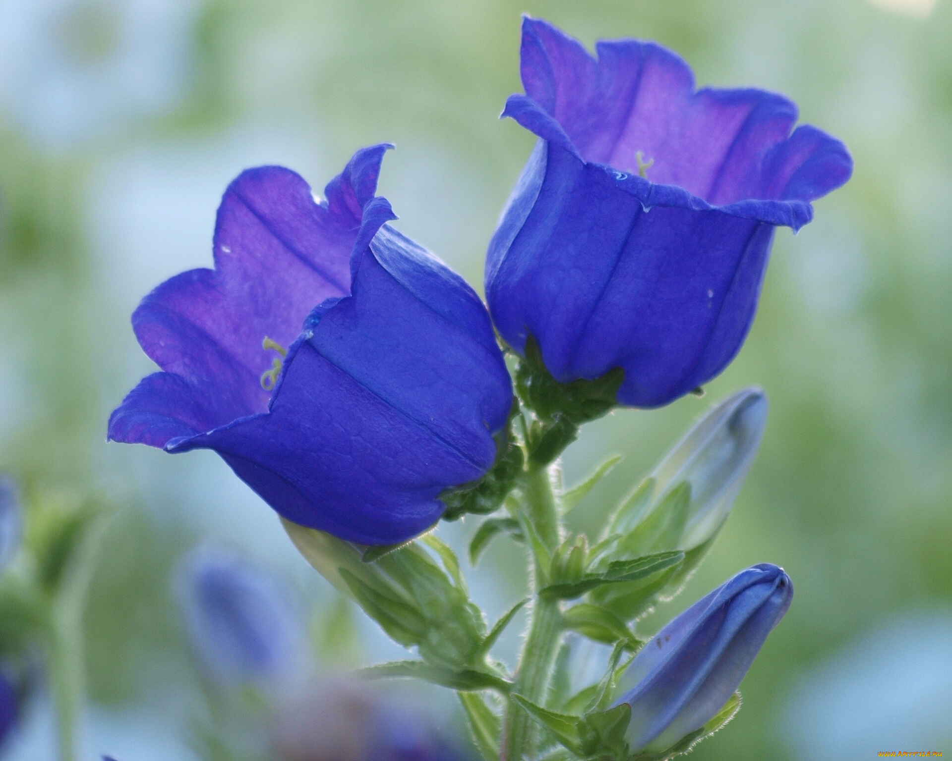 цветы, колокольчики, макро