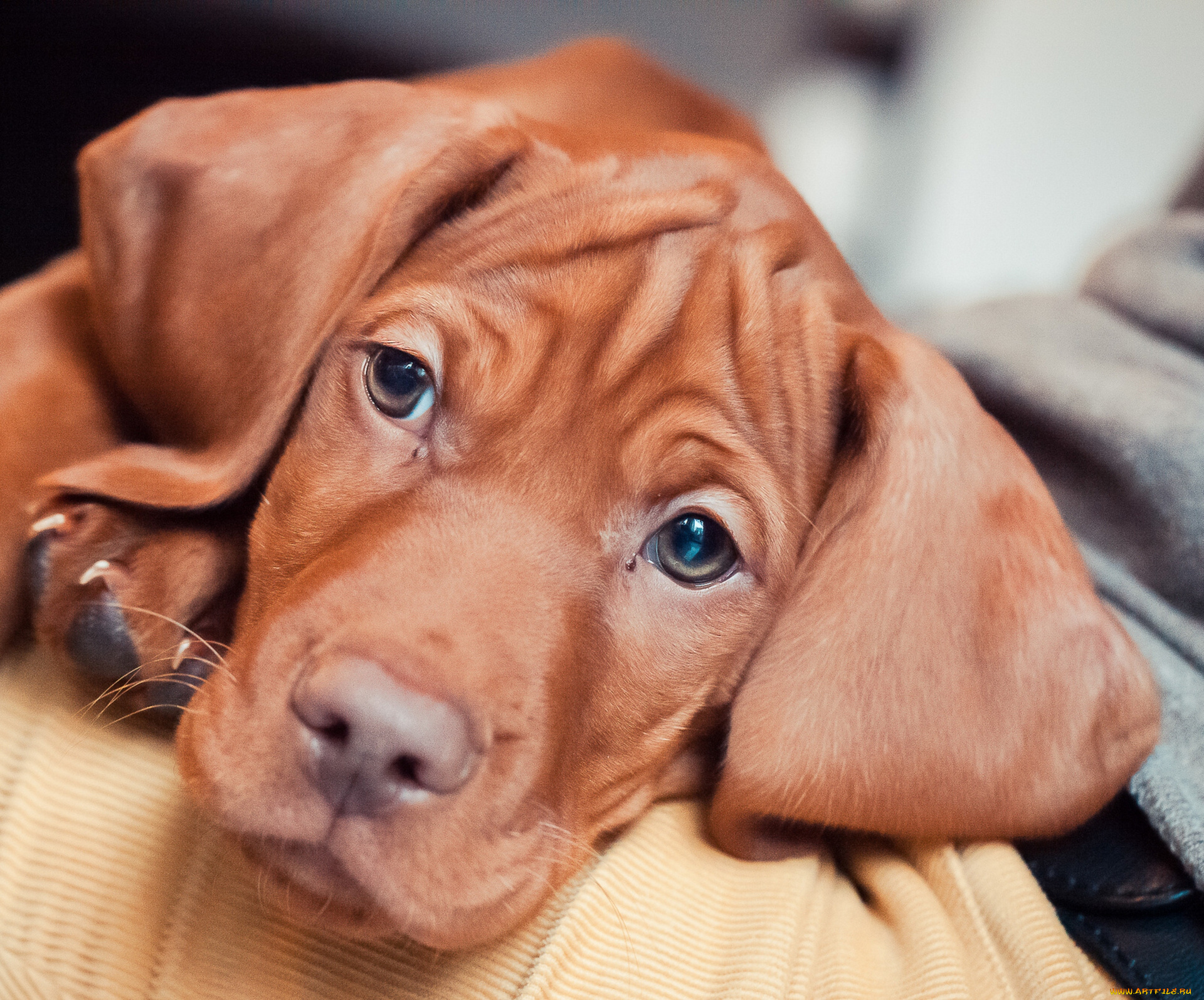 животные, собаки, взгляд, щенок, венгерская, легавая, морда