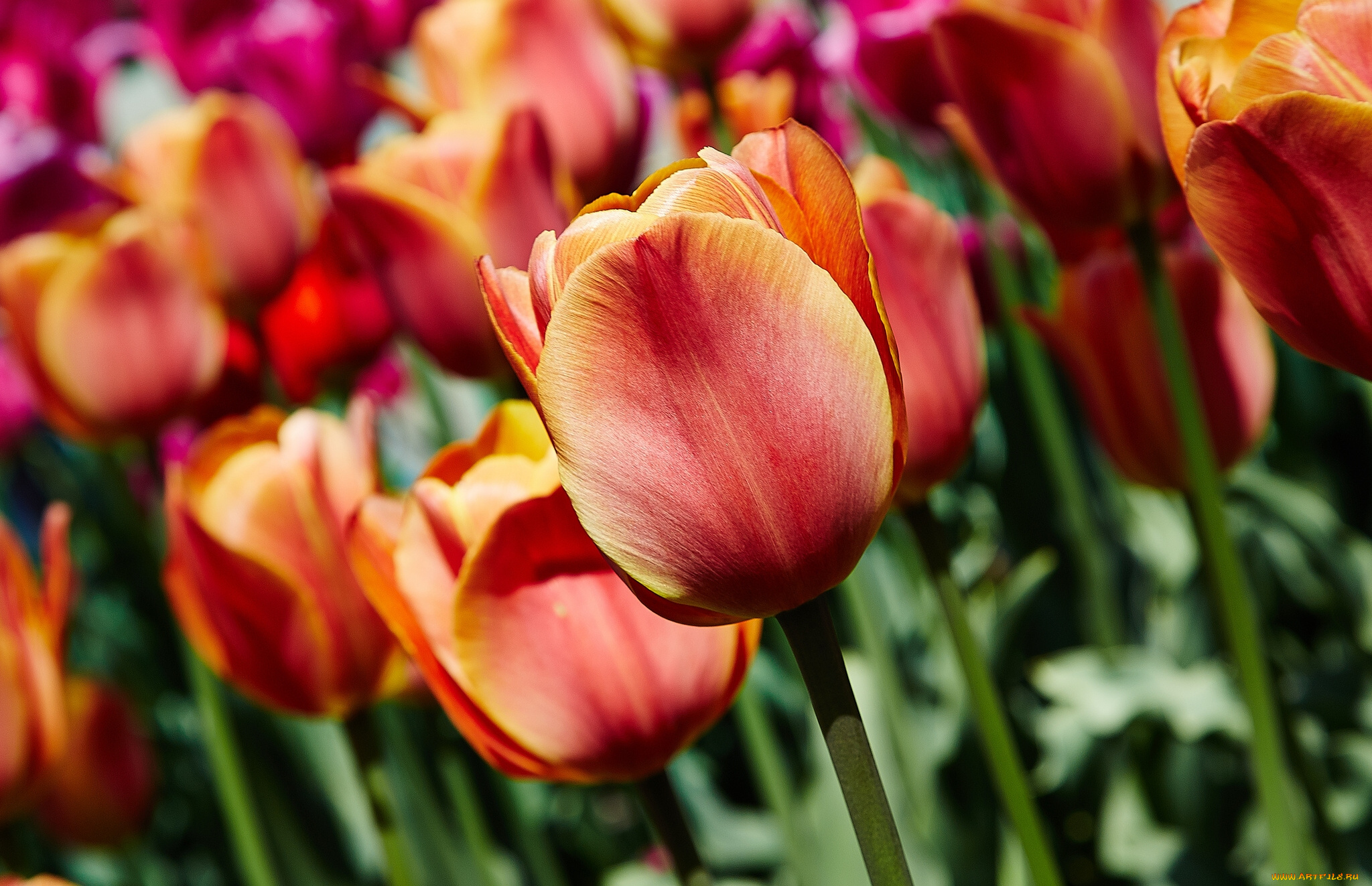 цветы, тюльпаны, бутоны