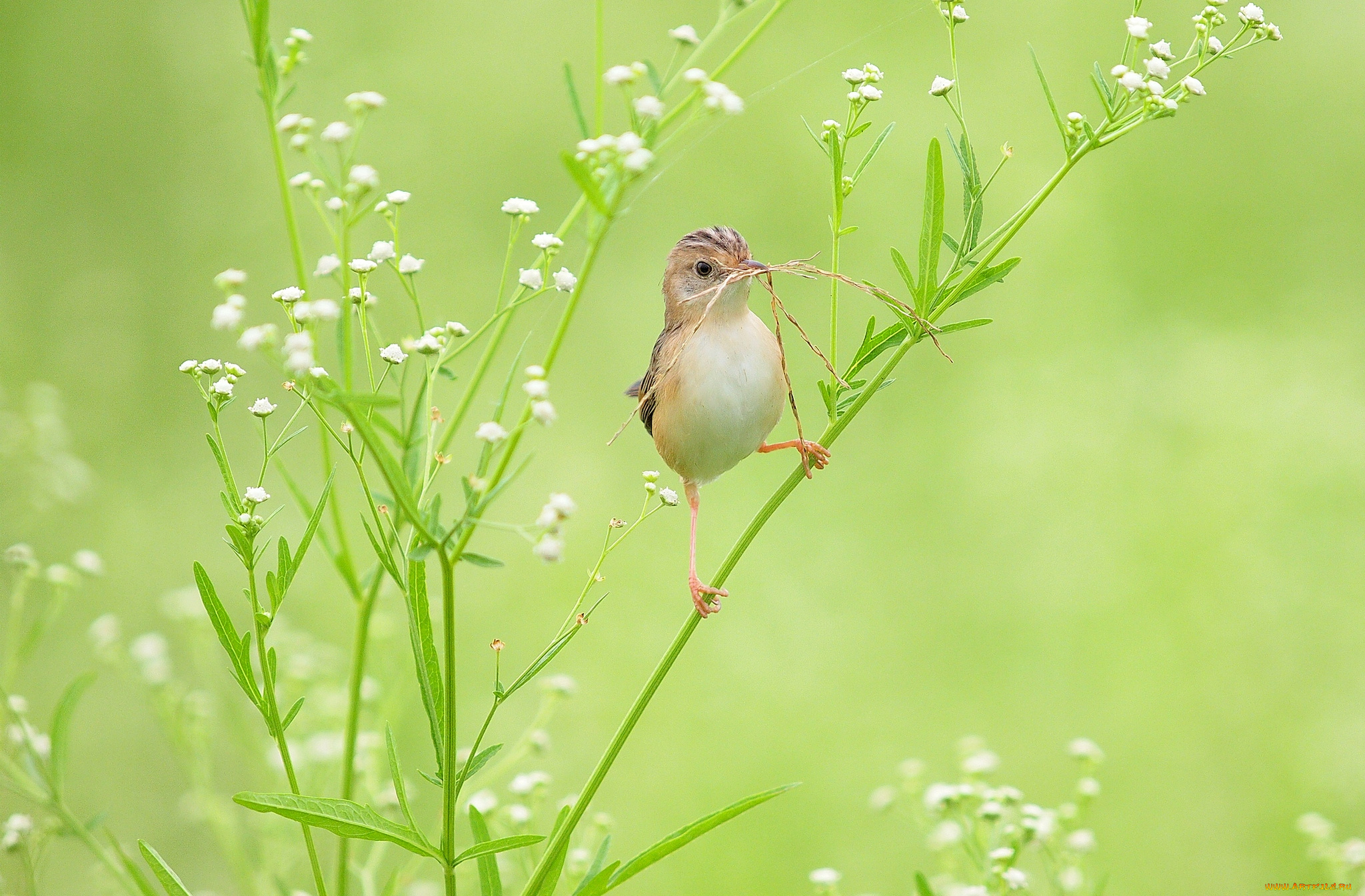 животные, птицы, птичка, трава
