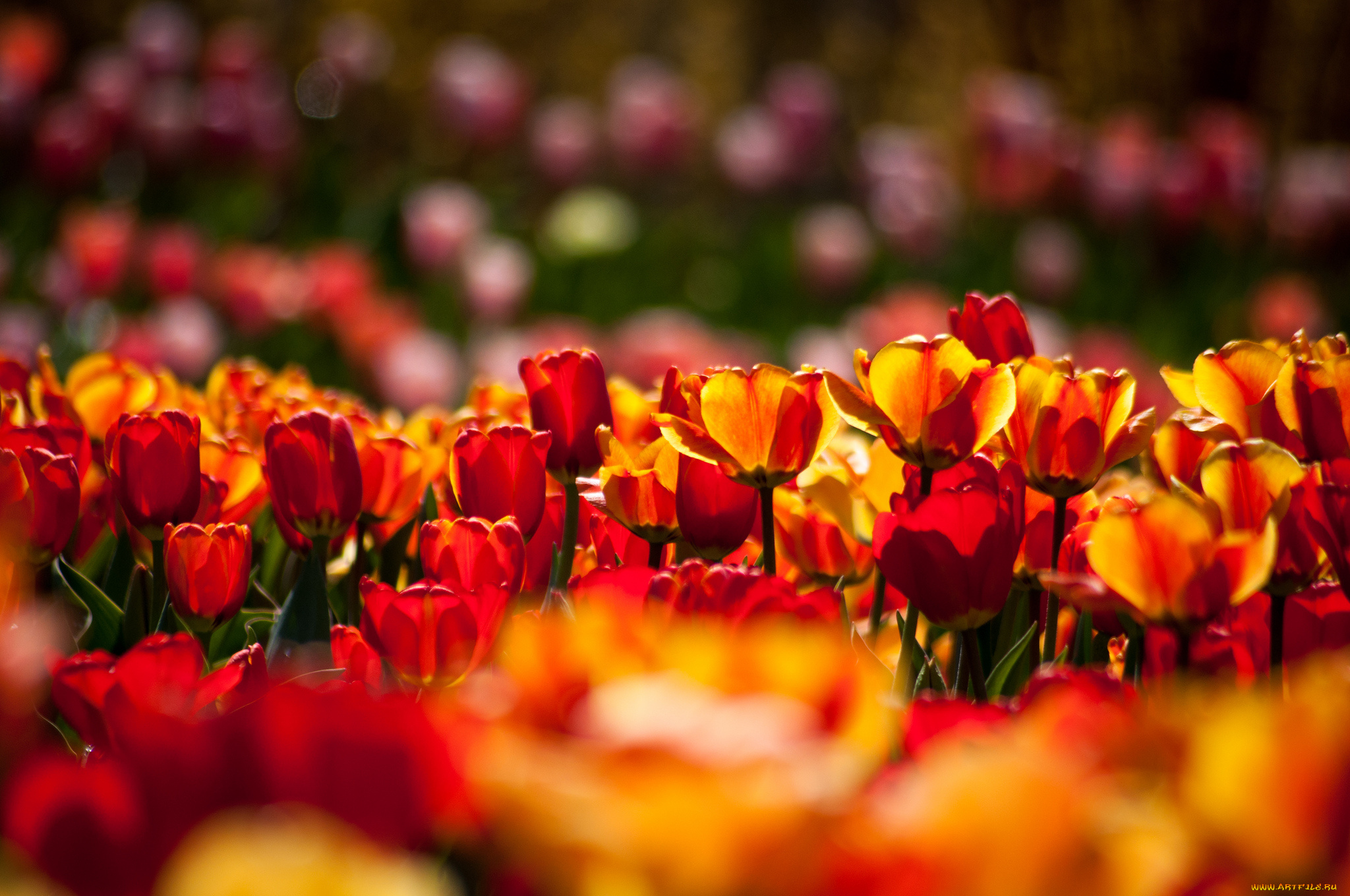 цветы, тюльпаны, бутоны