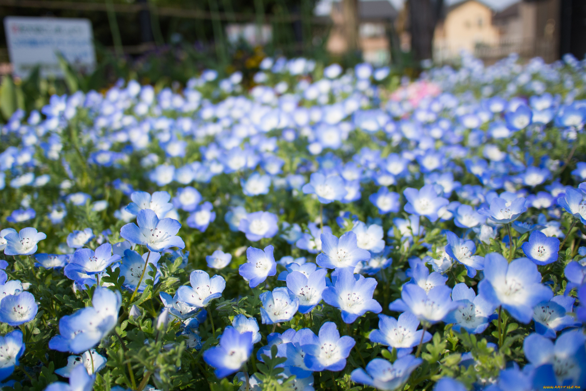 цветы, немофилы, вероники, клумба, немофила, голубые, глаза