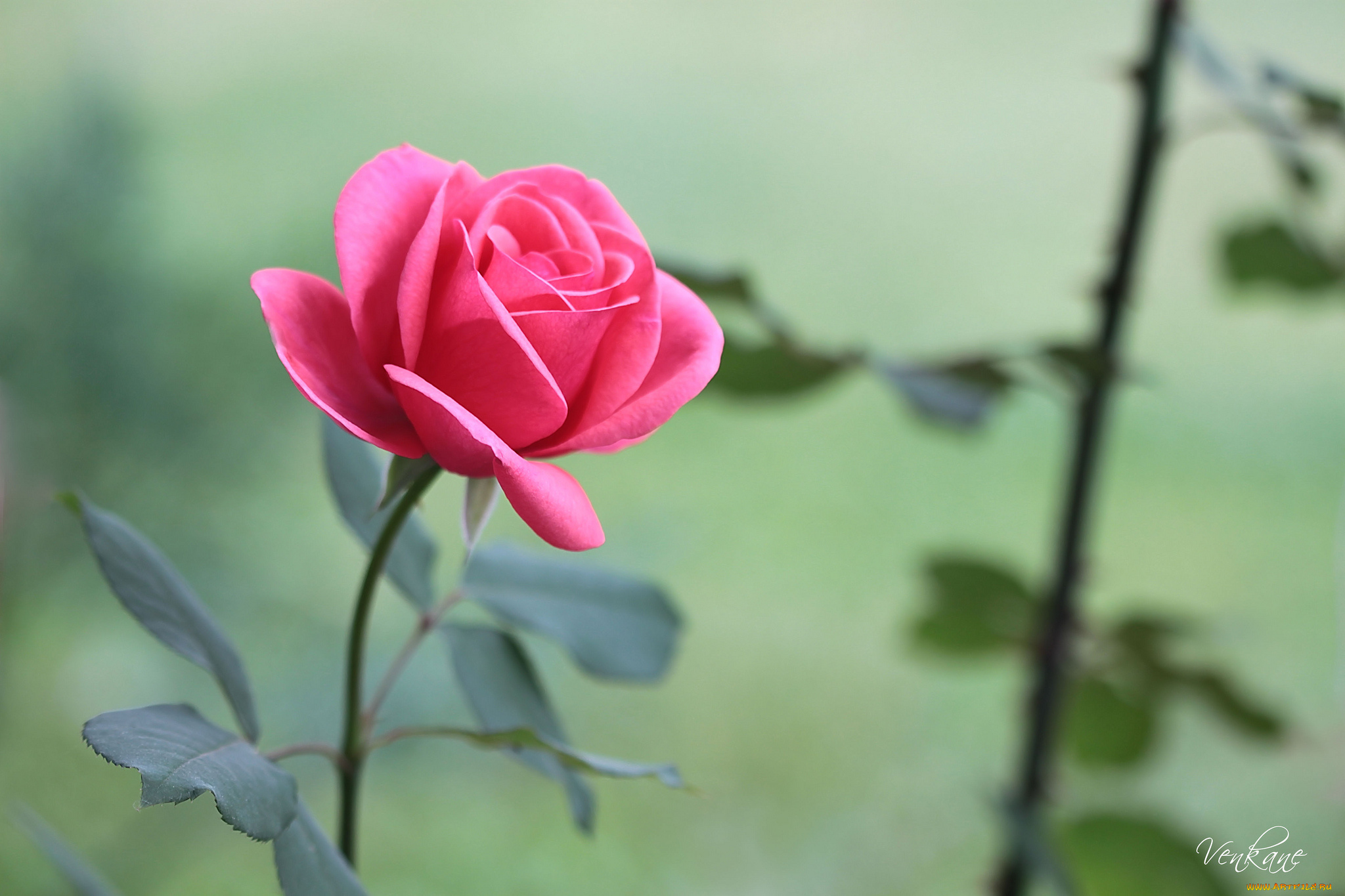 цветы, розы, бутон