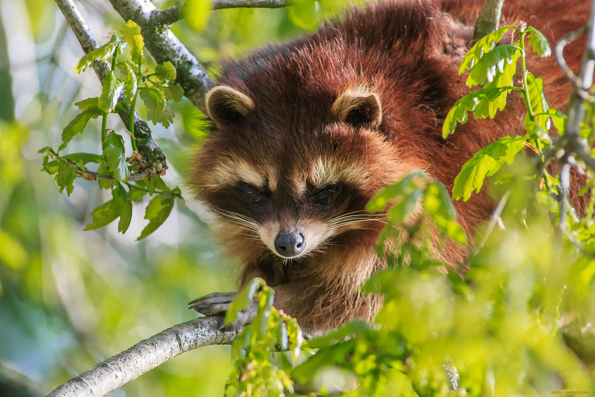 животные, еноты, ветки, листья