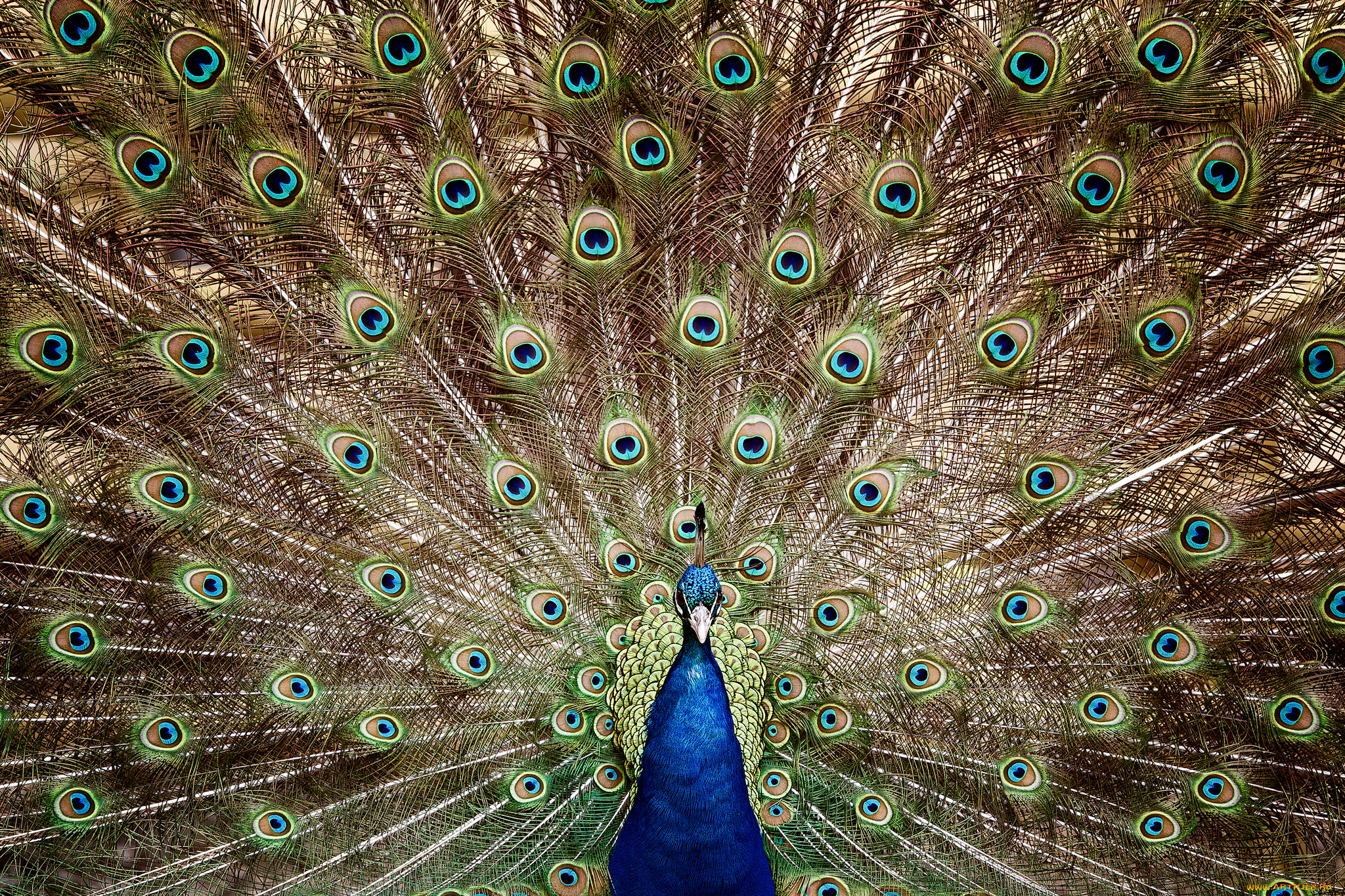 животные, павлины, перья, хвост