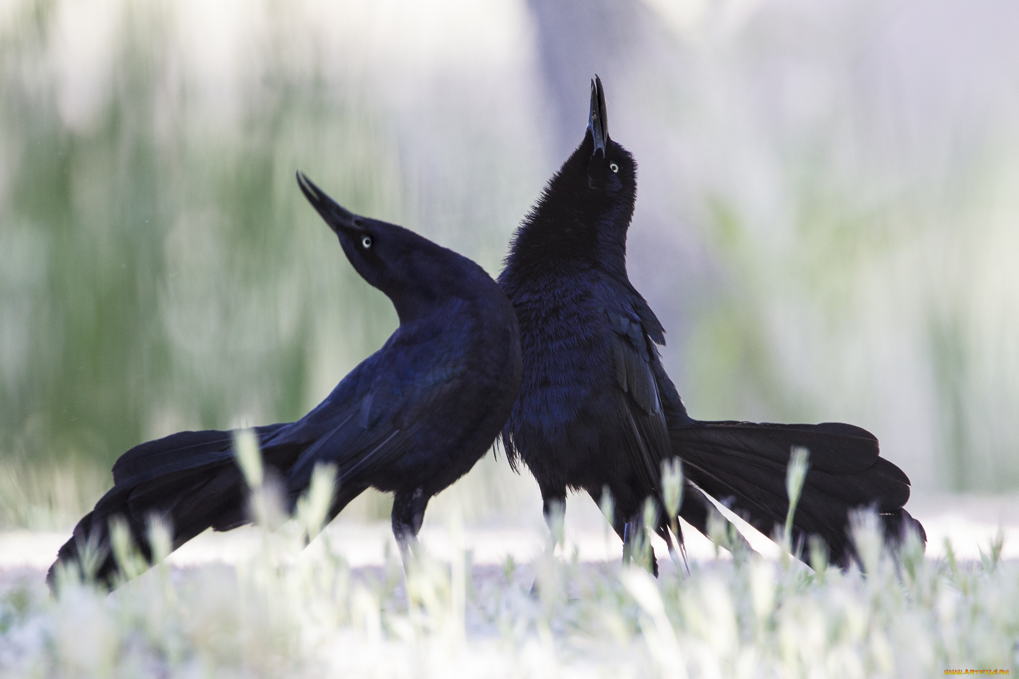 животные, птицы, большехвостый, гракл