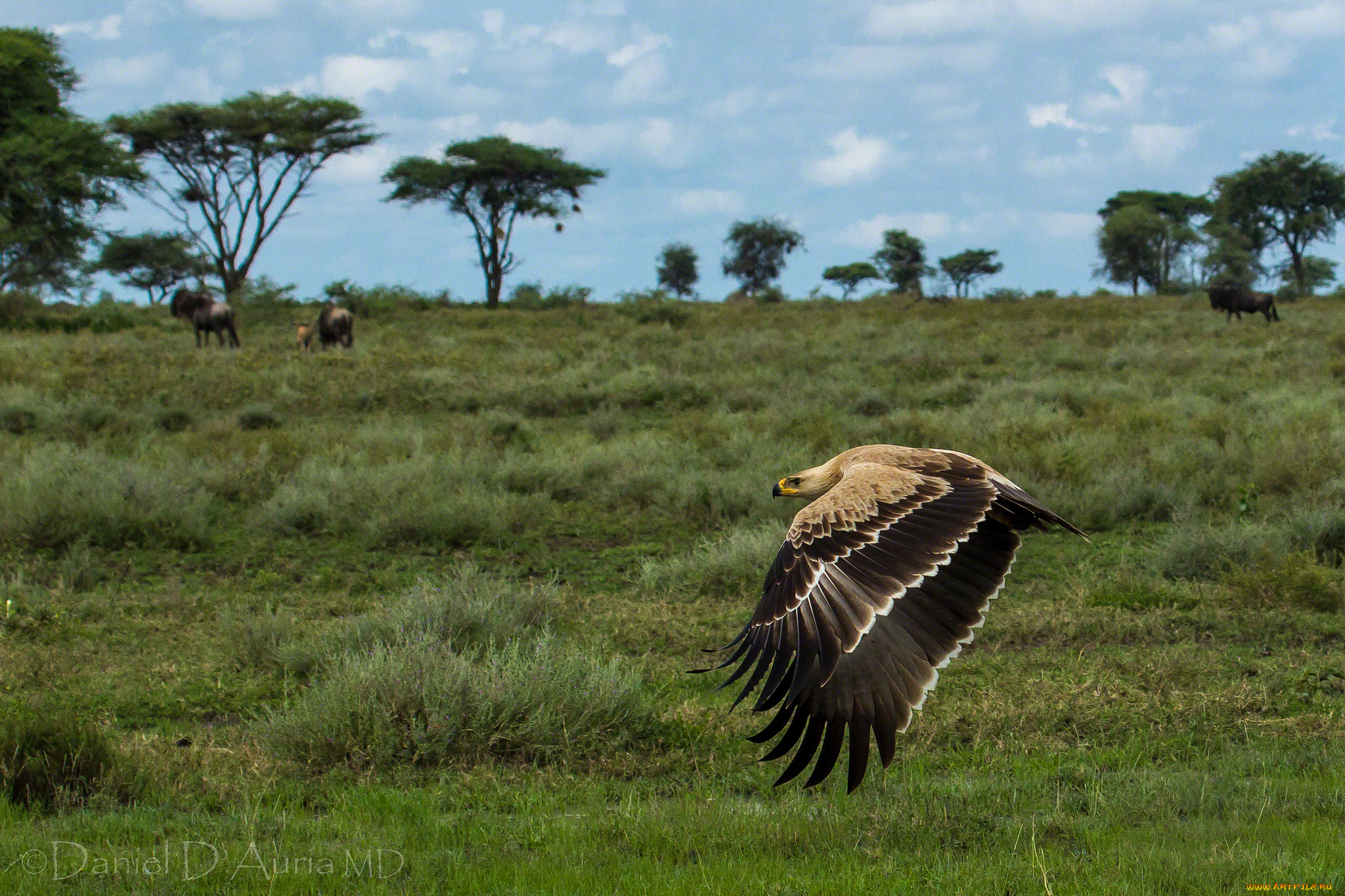 животные, птицы, хищники, полет, орел