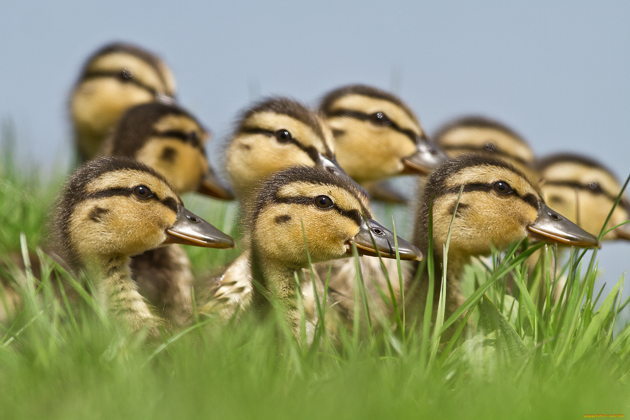 животные, утки, птенцы, утята, выводок