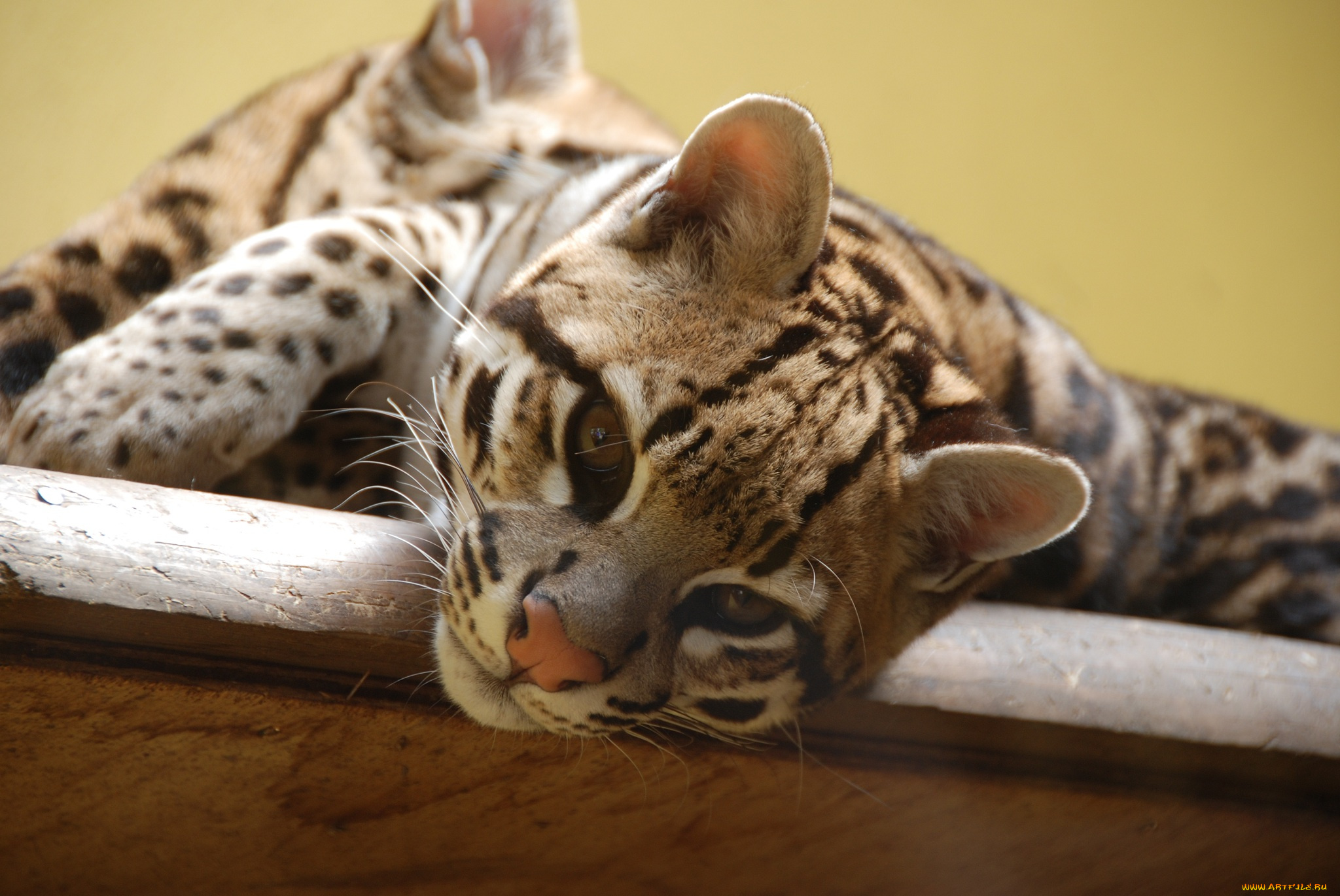 животные, оцелоты, кошка, морда