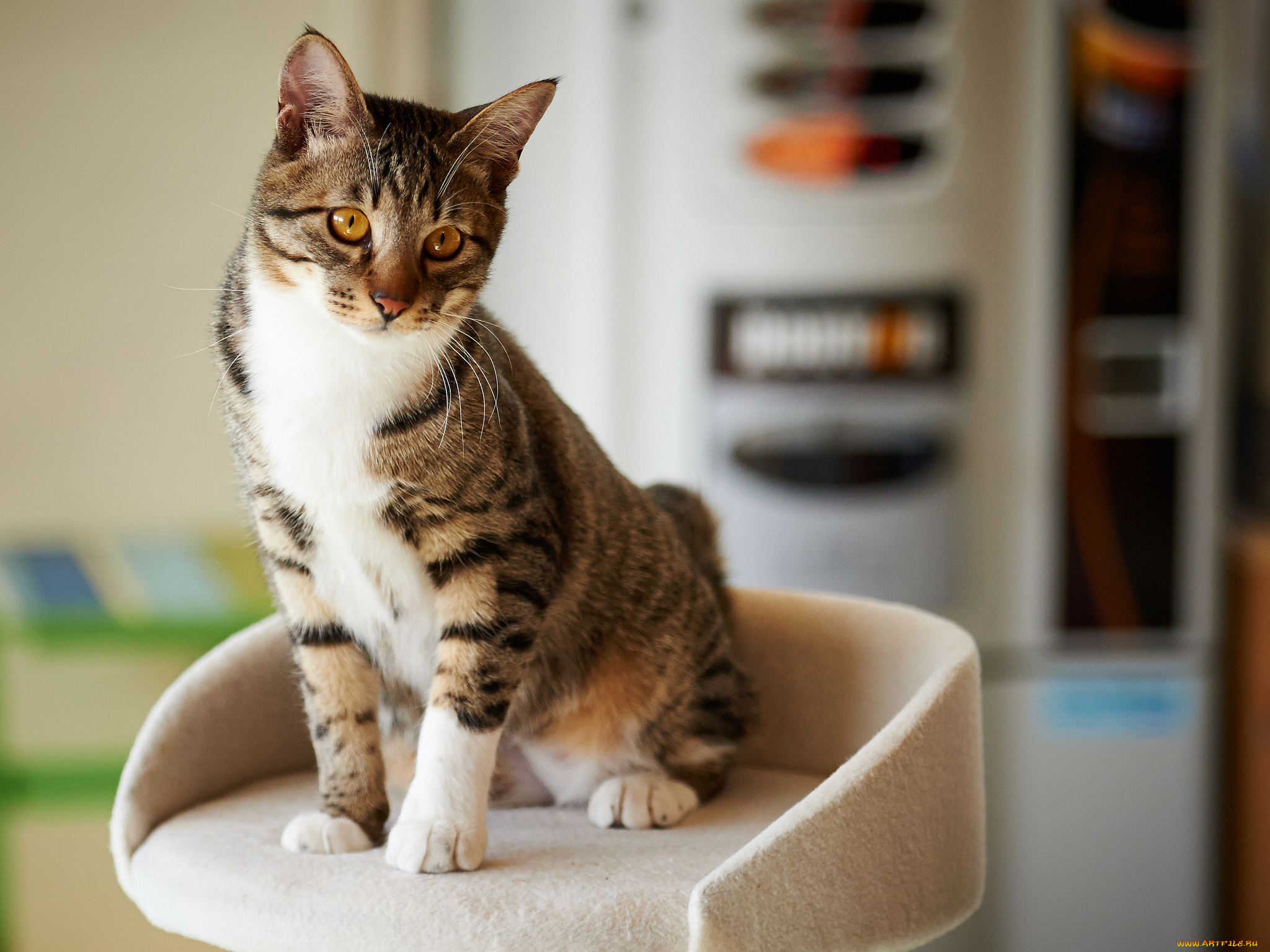 животные, коты, стульчик