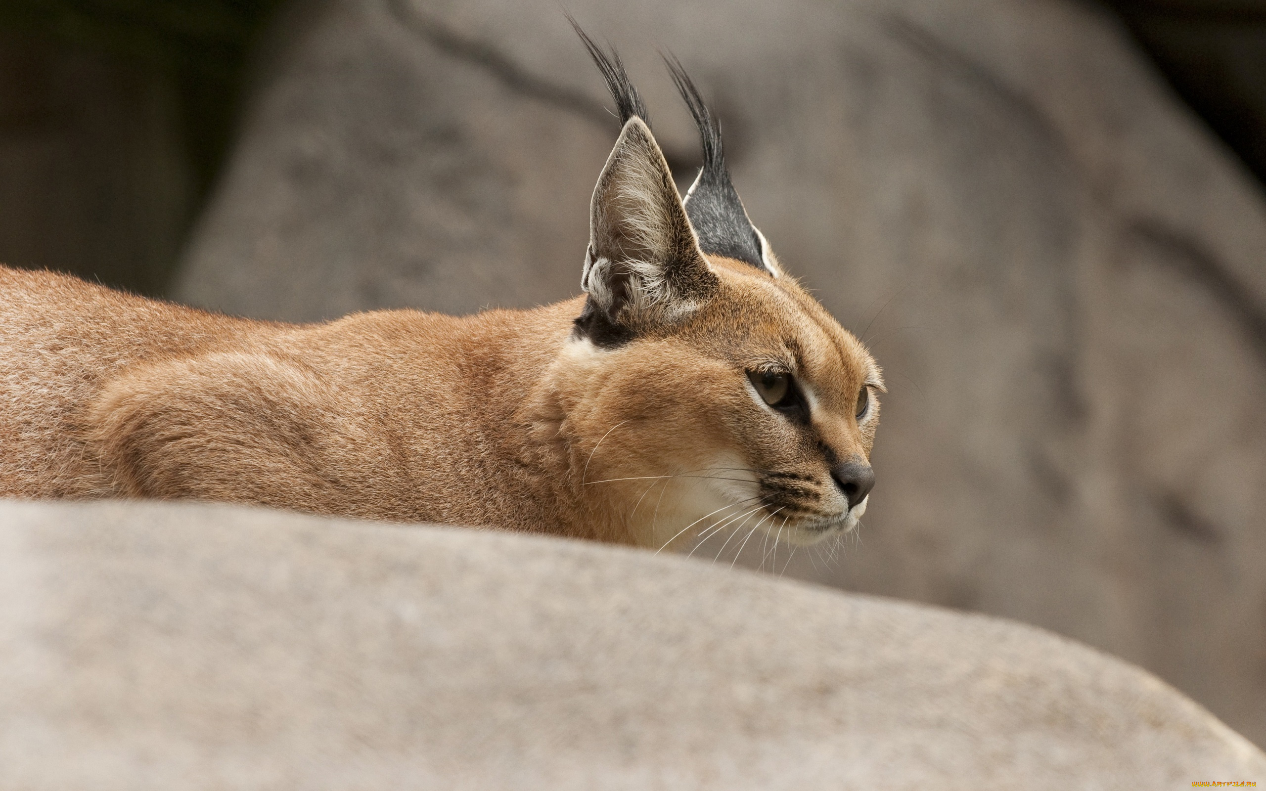 животные, рыси, кошка, степная, рысь, каракал