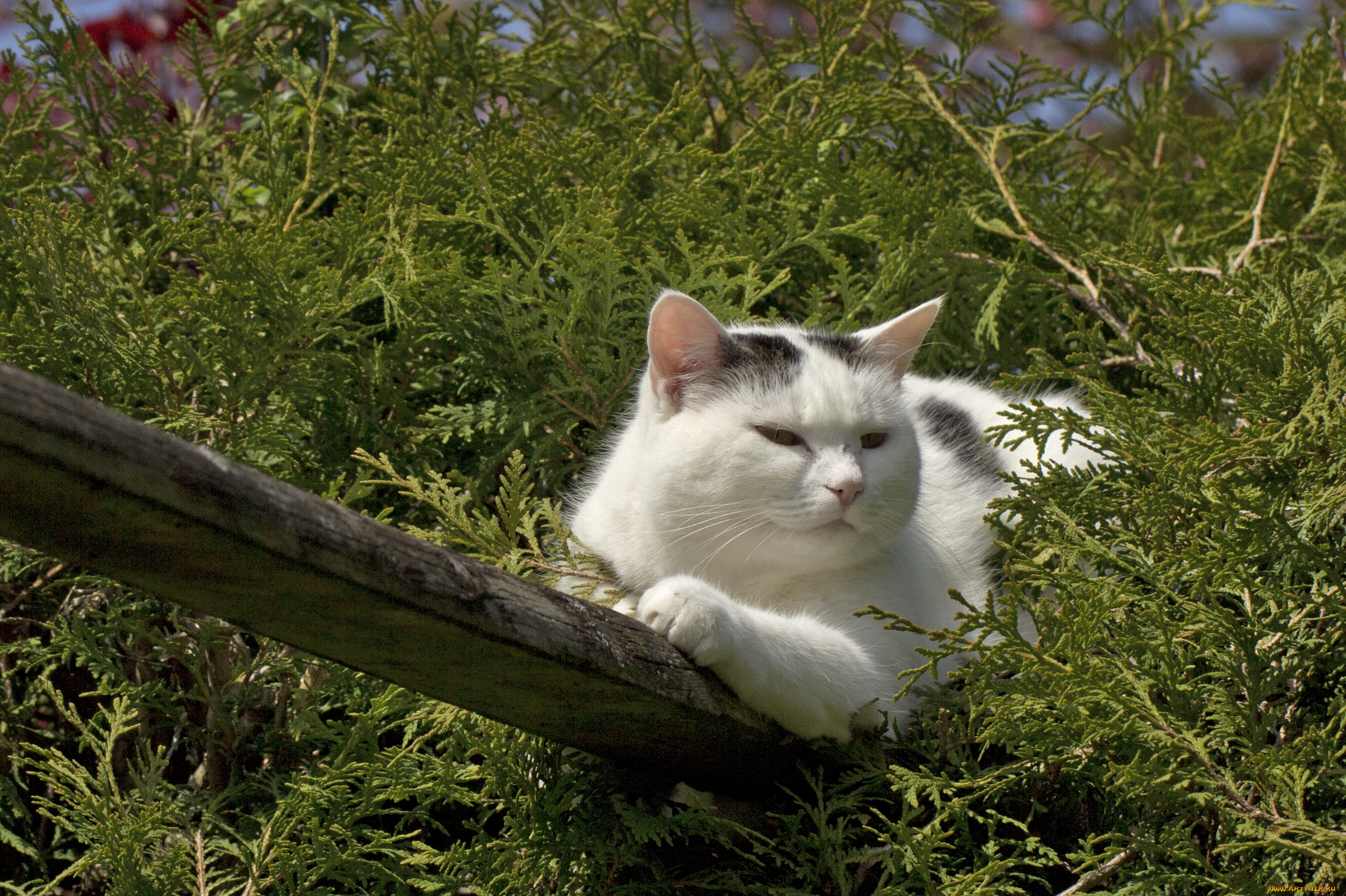 животные, коты, доска, туя