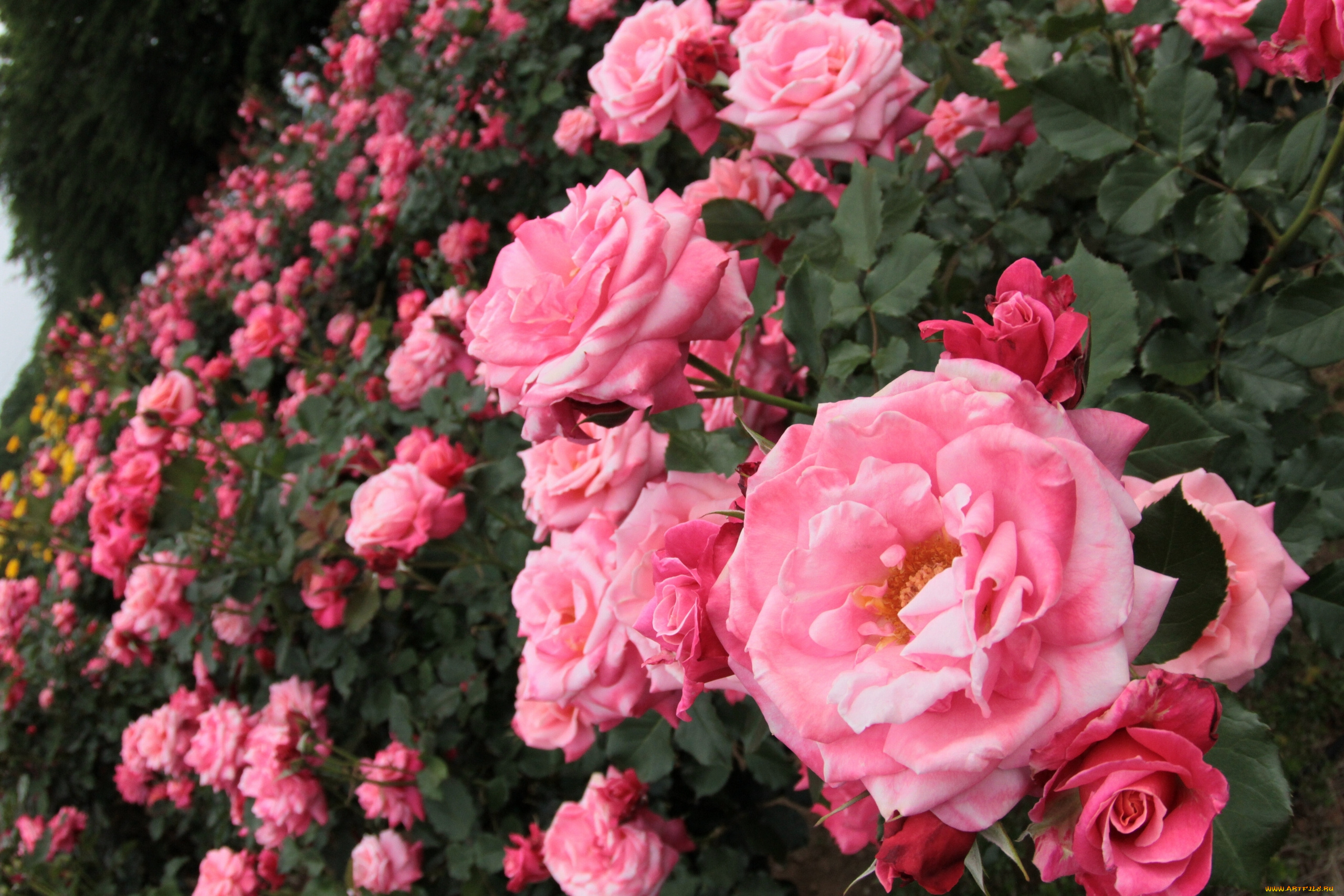 цветы, розы, кусты