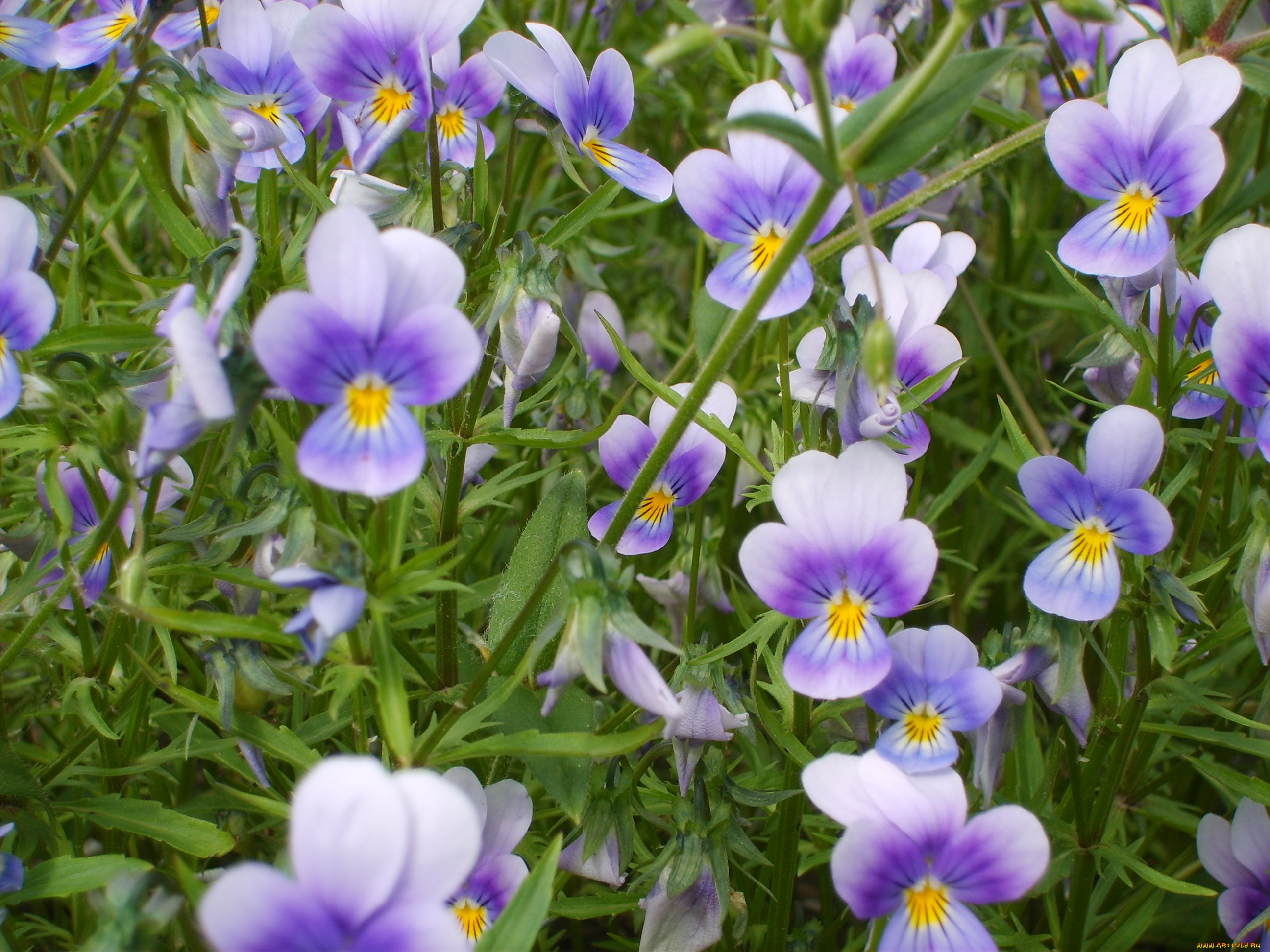цветы, анютины, глазки, садовые, фиалки