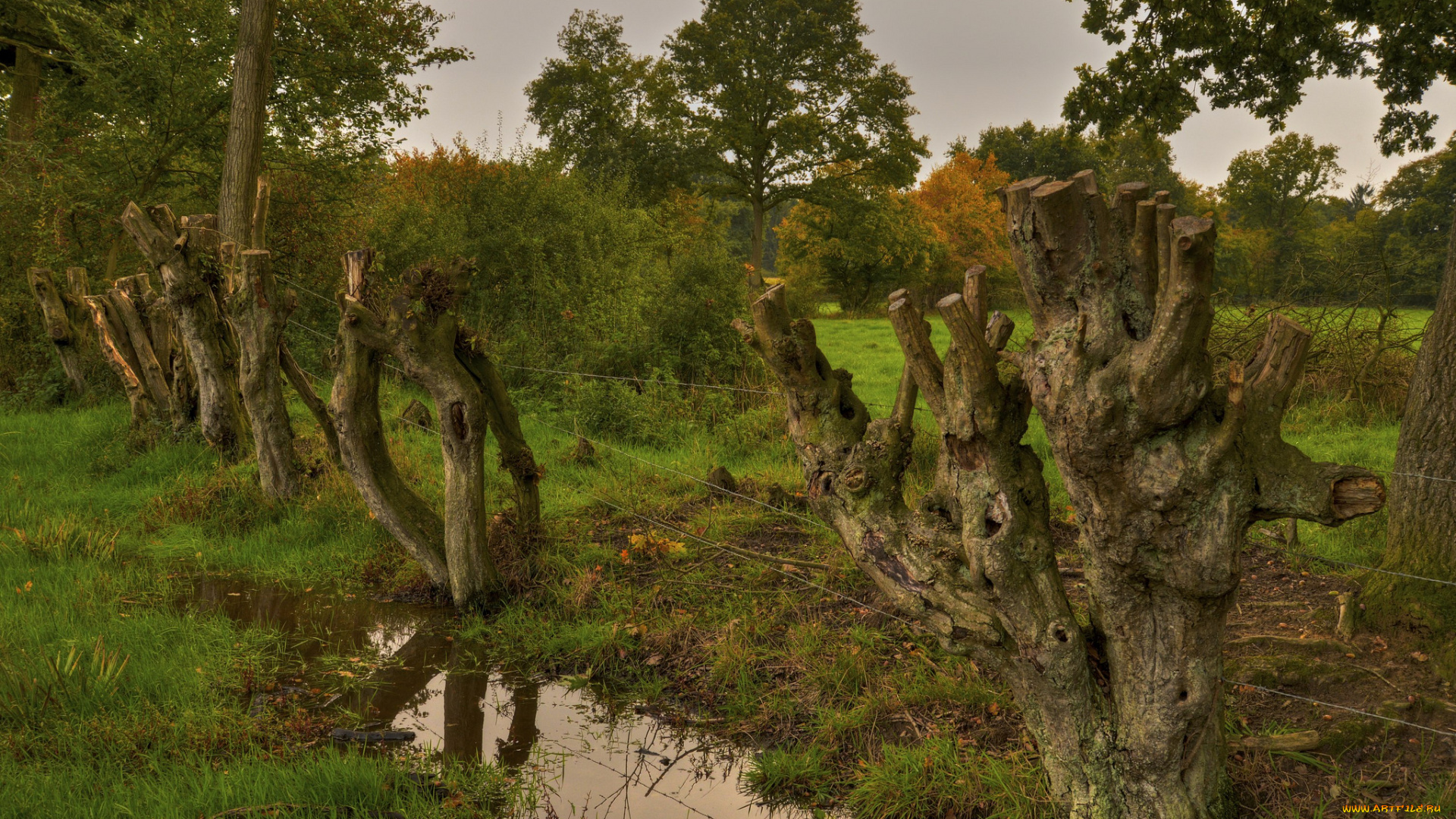 природа, лес, изгородь, лужа, стволы