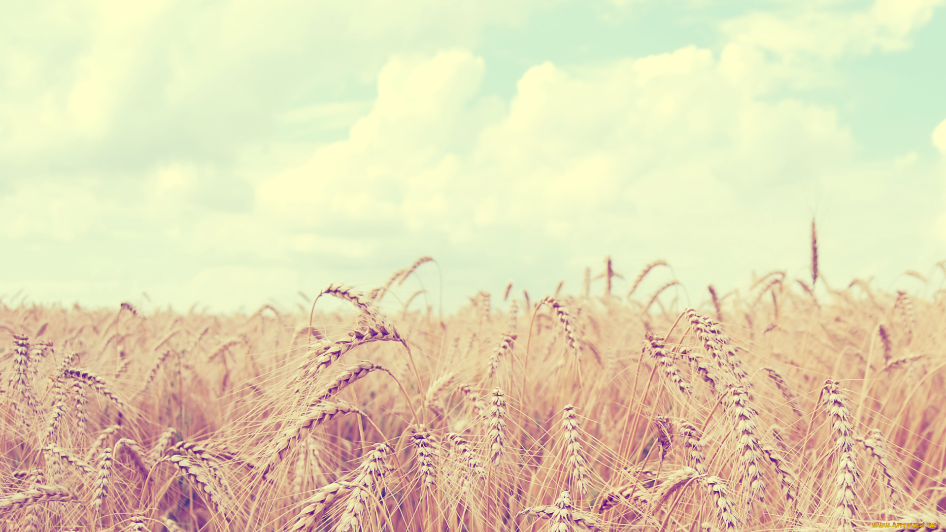 природа, поля, небо, облака, урожай, колосья, пшеница, лето, поле