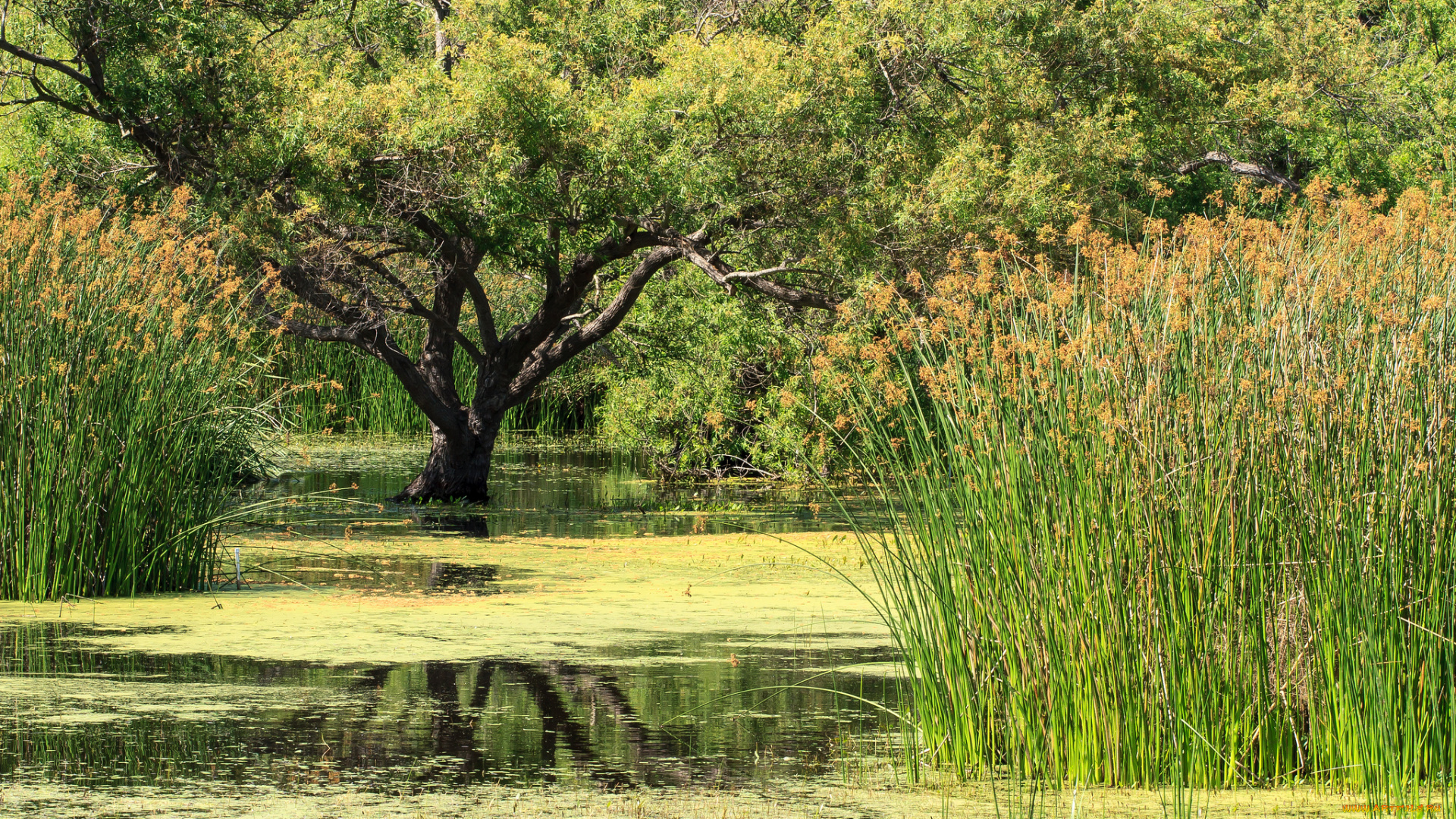 природа, реки, озера, болото, лес, трава