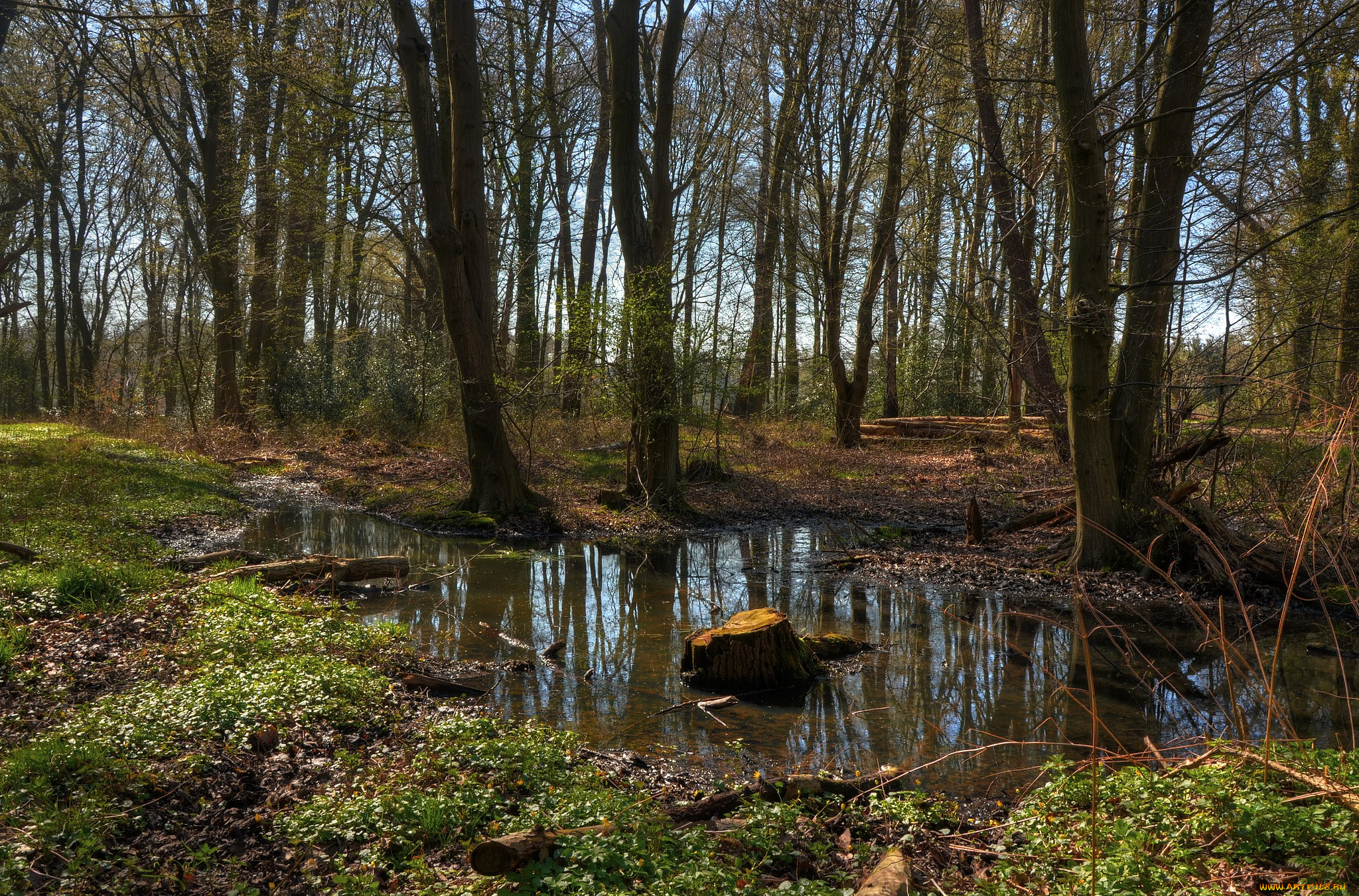 природа, лес, вода, осень