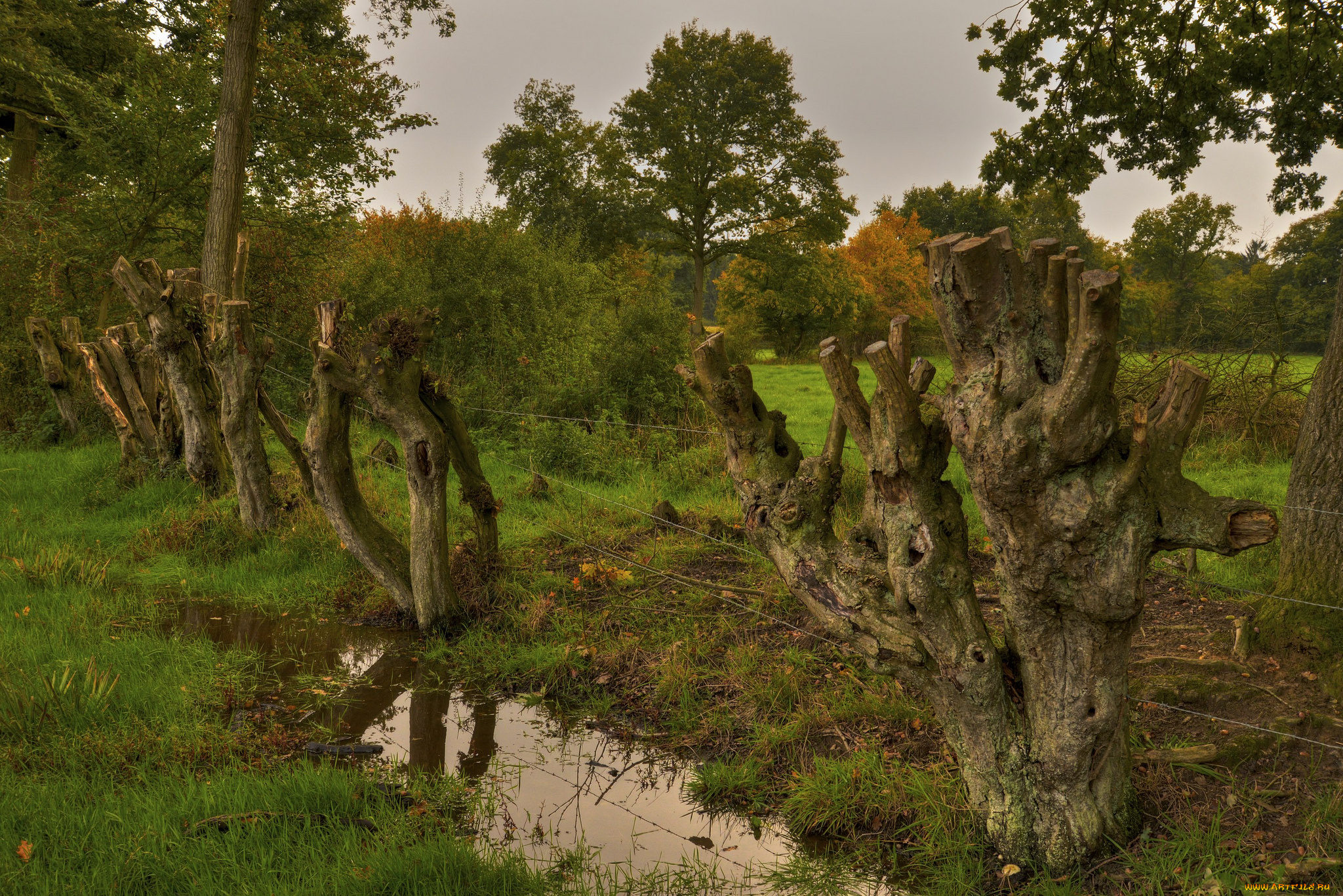 природа, лес, изгородь, лужа, стволы