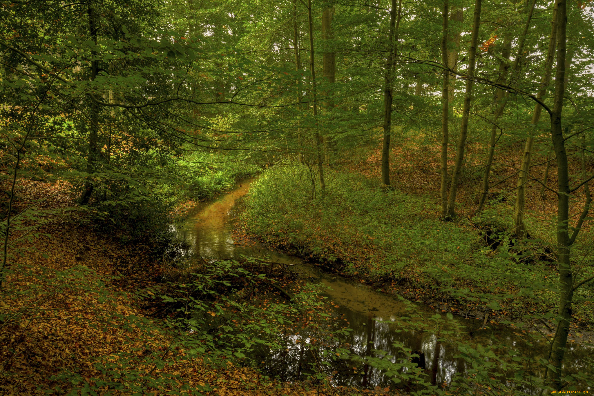природа, лес, листва, ручей, осень
