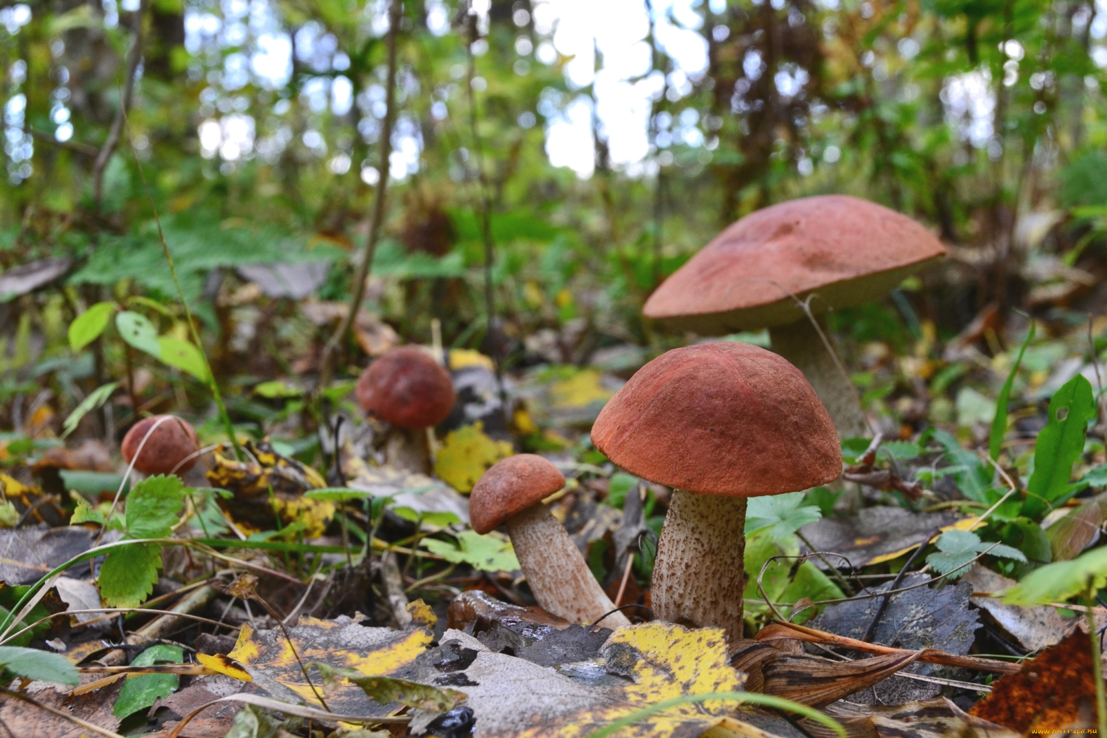 природа, грибы, подосиновики