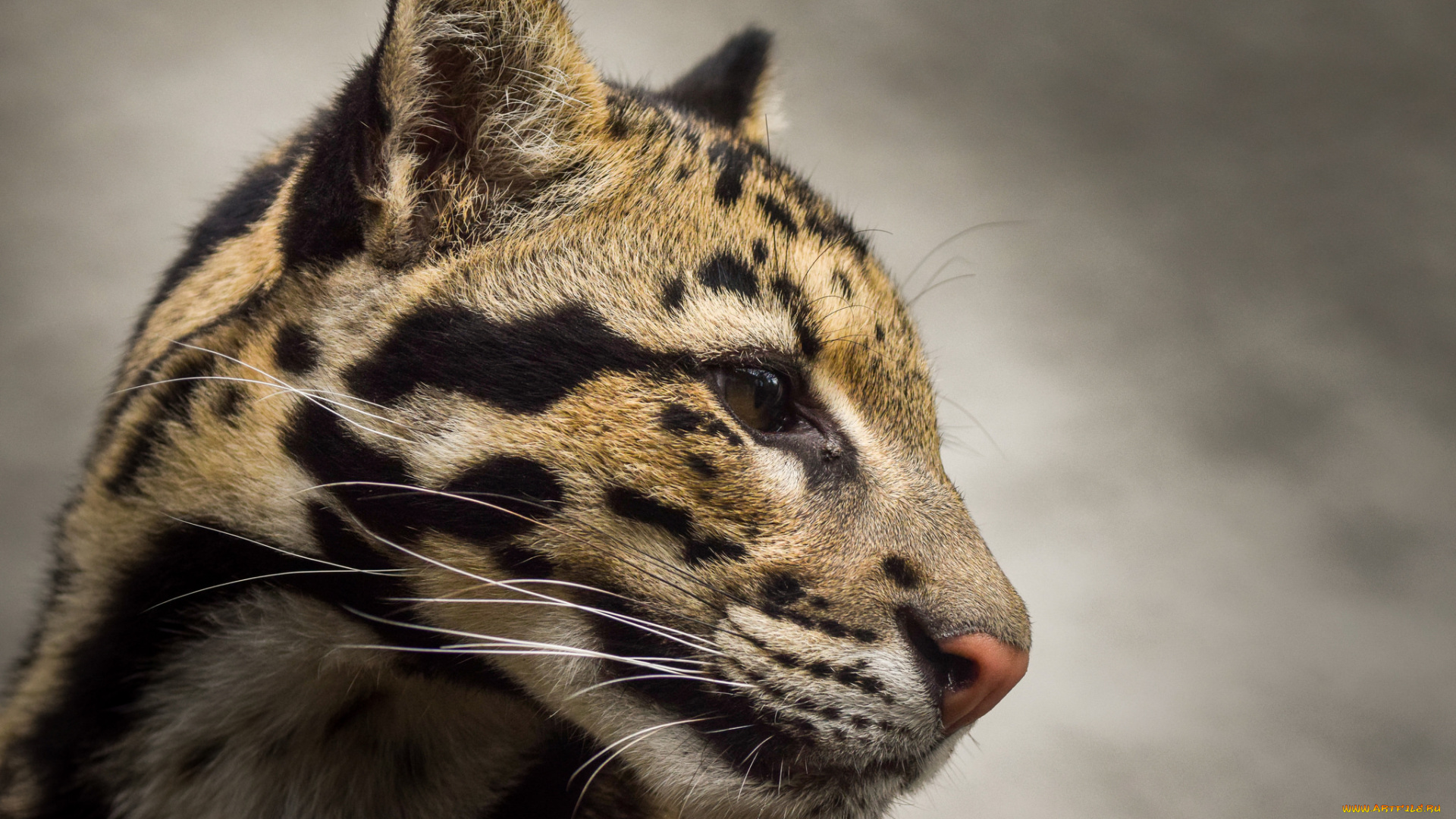 clouded, leopard, животные, дымчатые, леопарды, леопард