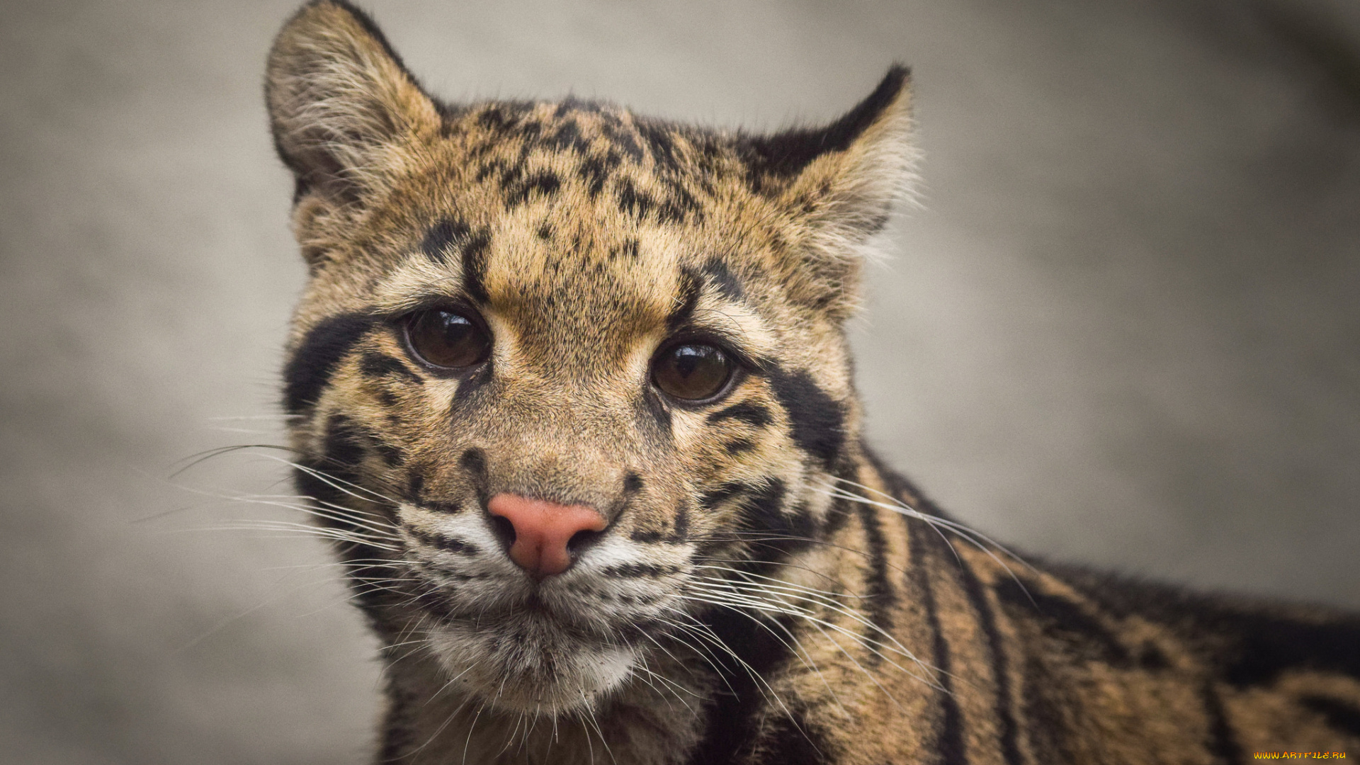 clouded, leopard, животные, дымчатые, леопарды, леопард