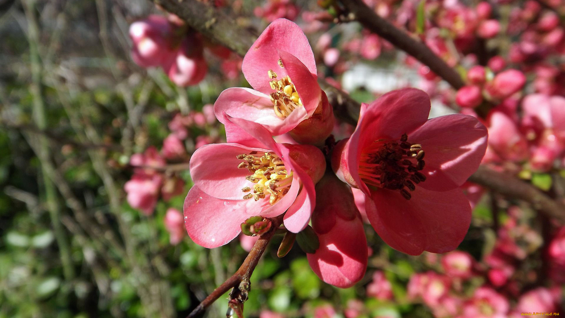 цветы, айва, лепестки, ветка, фон