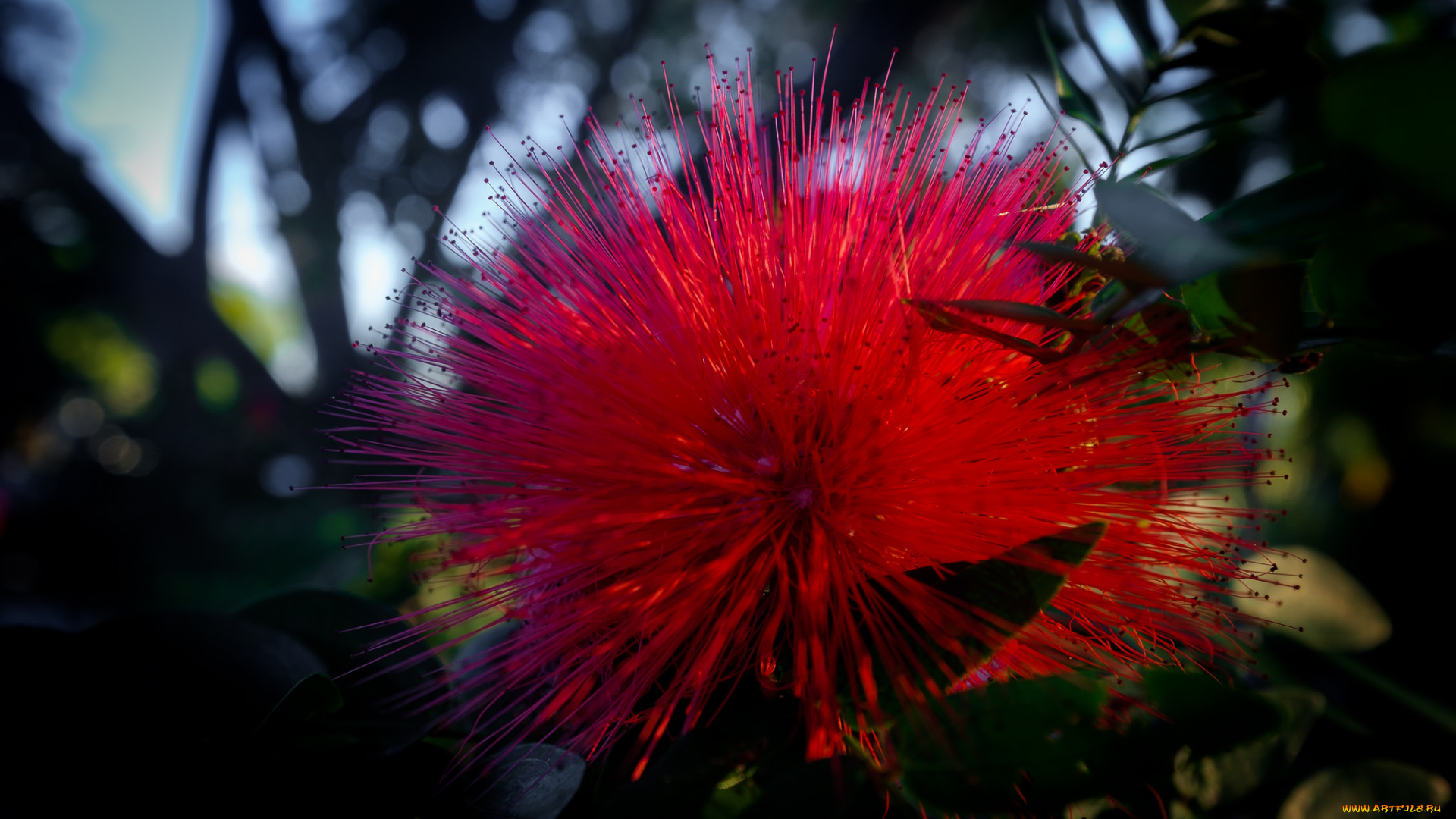 цветы, акация, цветок, розовый