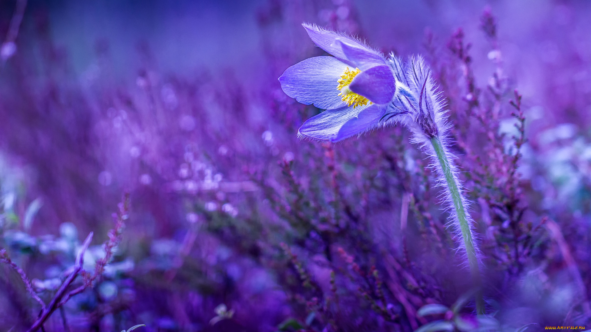 цветы, анемоны, , сон-трава, макро, цветок, анемон, сон-трава