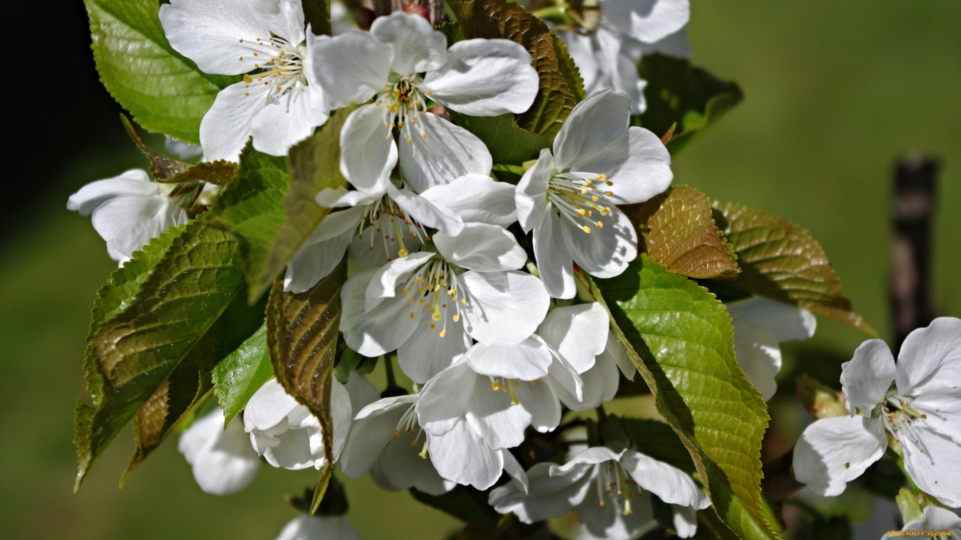 цветы, цветущие, деревья, , , кустарники, листья, весна