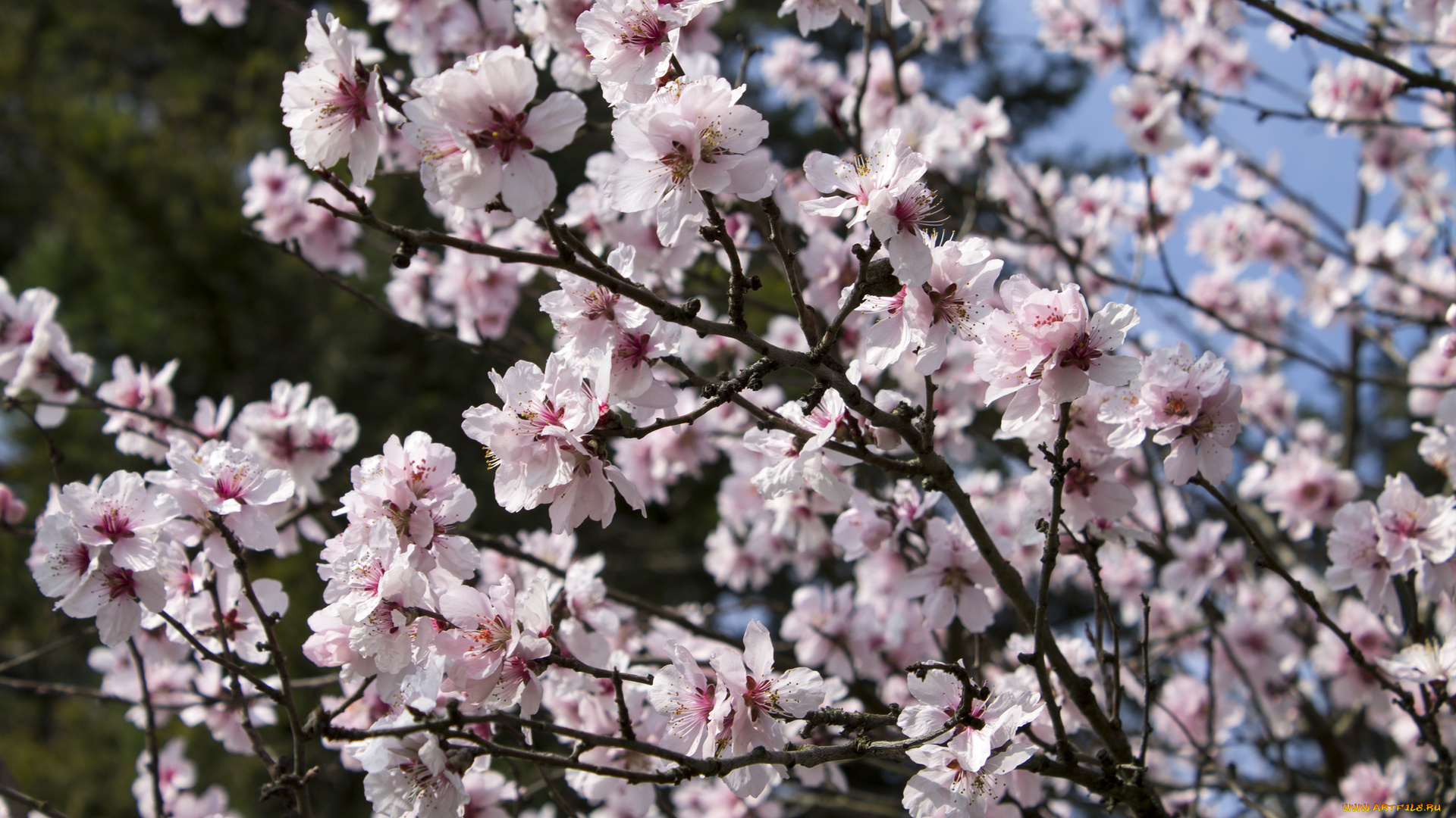 цветы, цветущие, деревья, , , кустарники, ветка