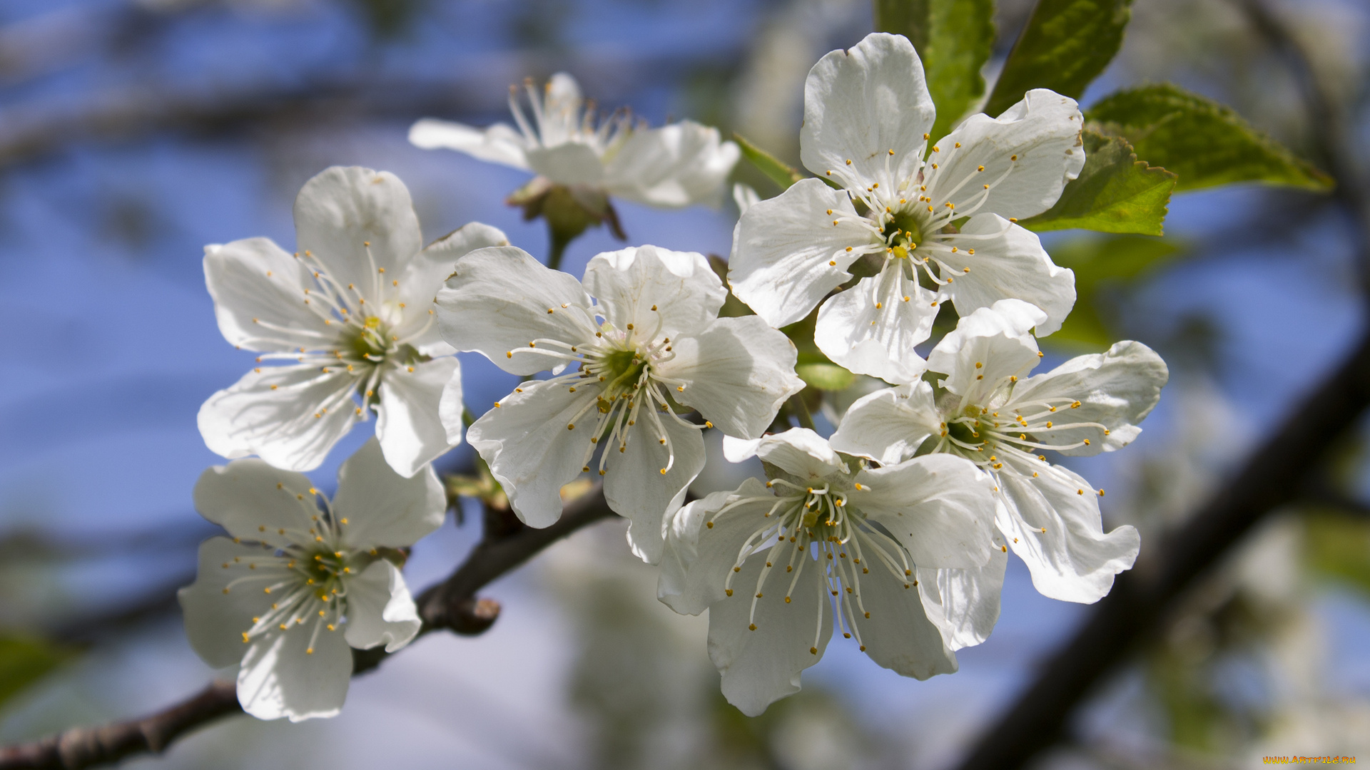 цветы, цветущие, деревья, , , кустарники, ветка
