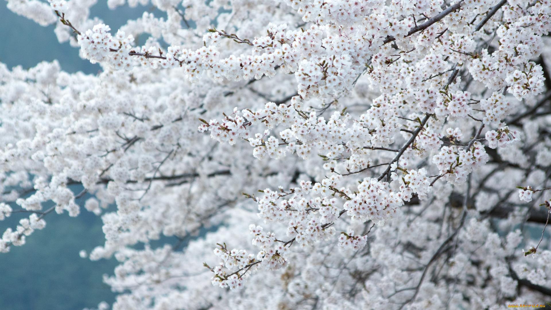 цветы, цветущие, деревья, , , кустарники, весна, ветки, дерево