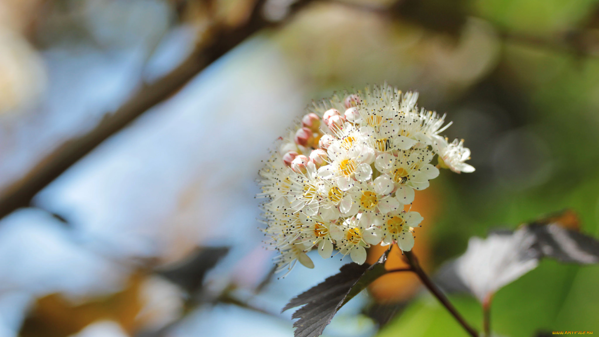 цветы, цветущие, деревья, , , кустарники, веточка, макро