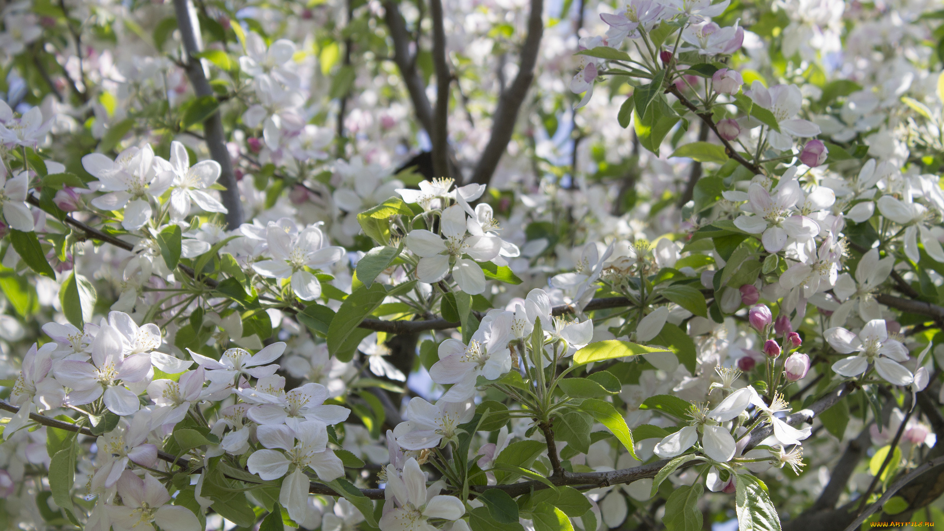 цветы, цветущие, деревья, , , кустарники, ветка